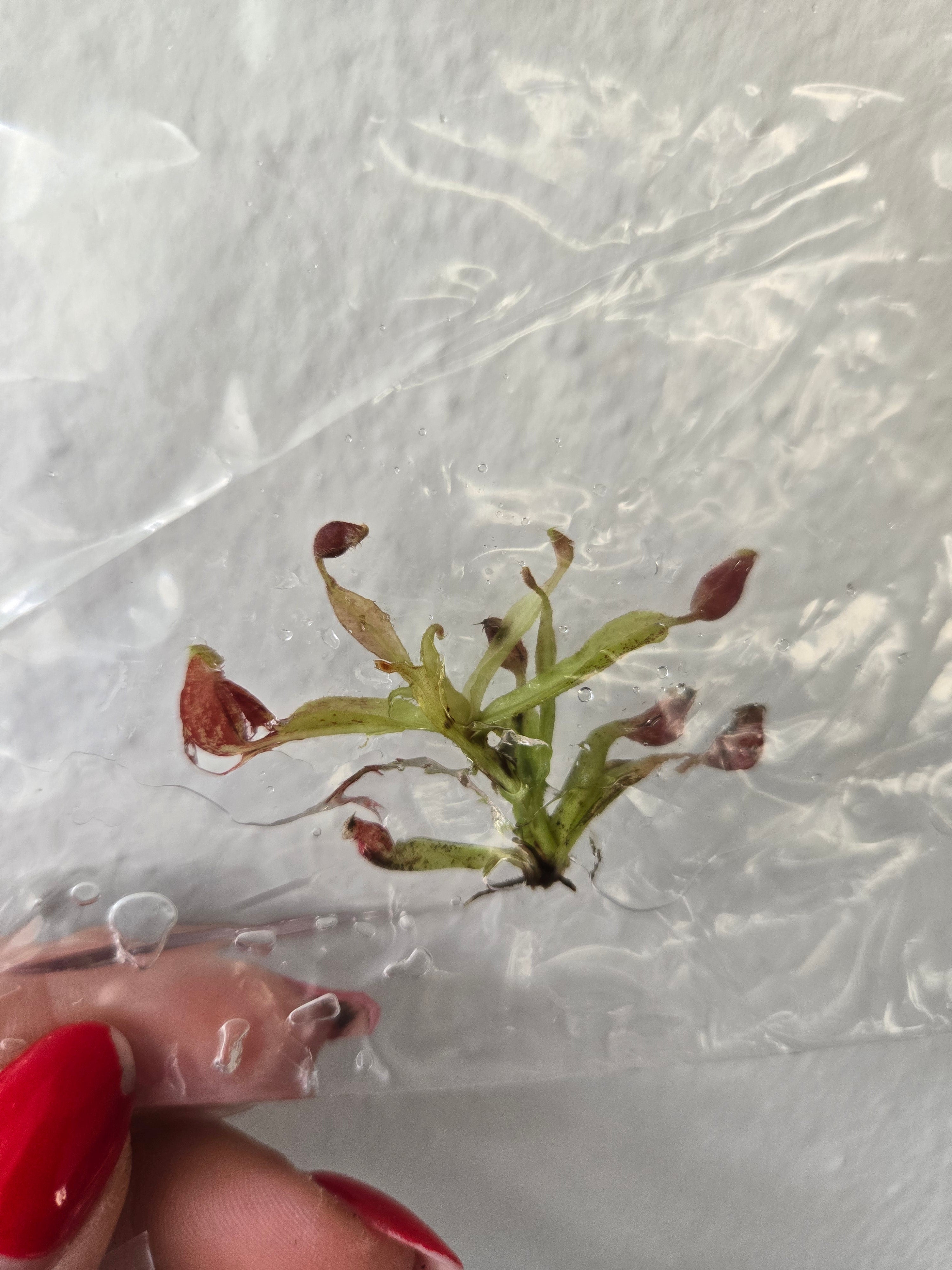 Nepenthes Mirabilis × Ampullaria Jack Albo - TC