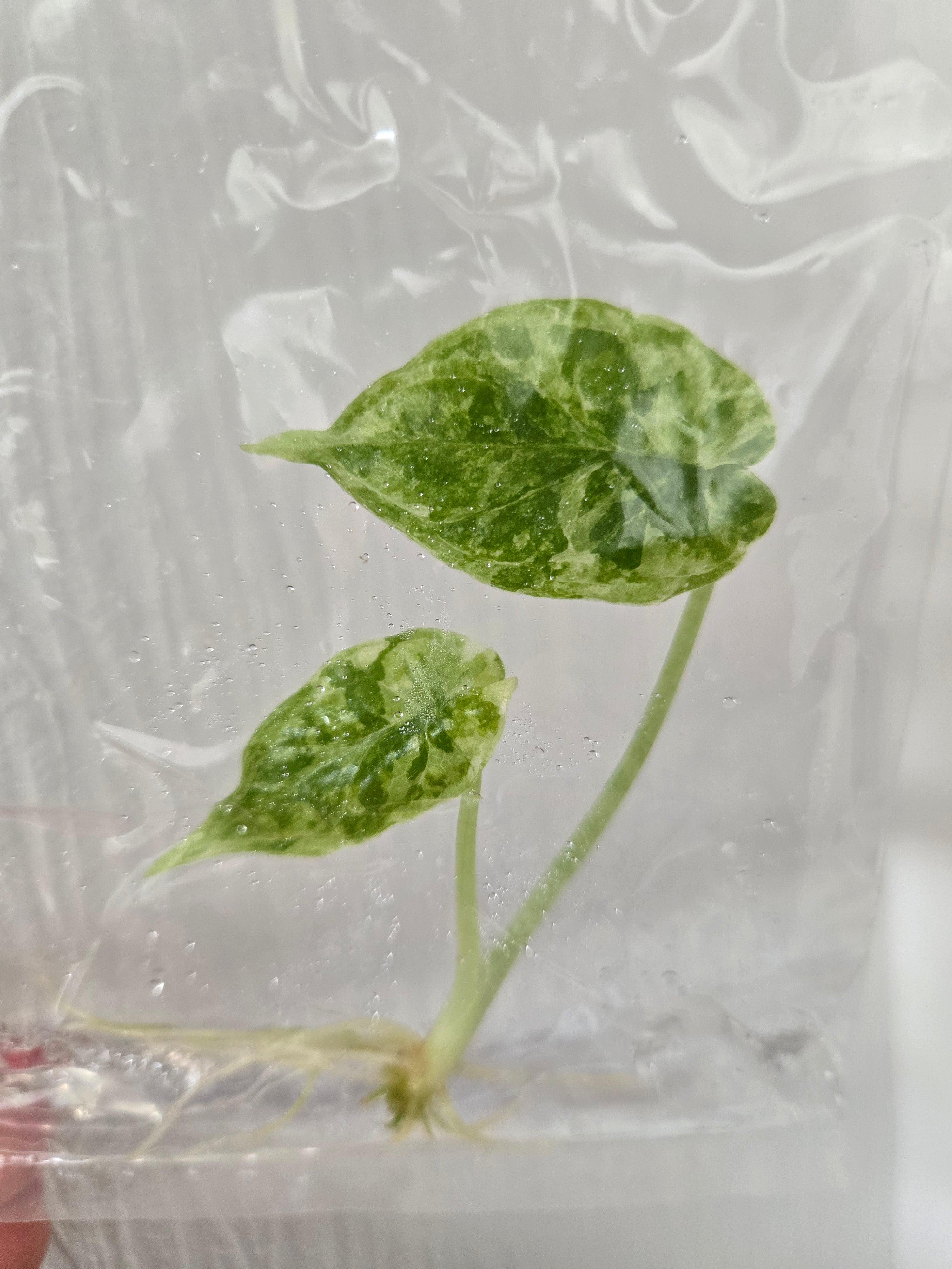 Alocasia Dragon Scale marble - TC - Tissue Culture