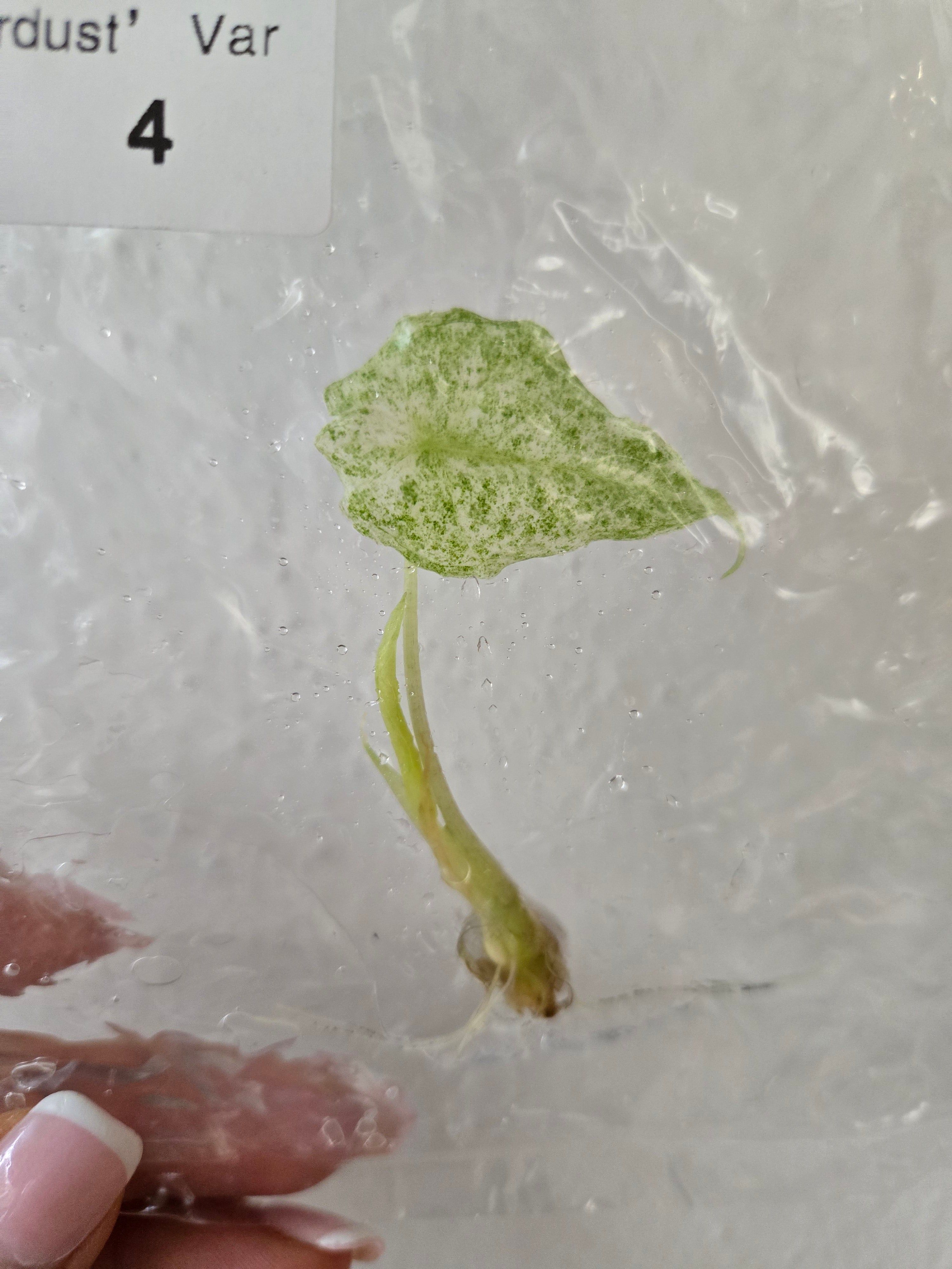 Alocasia Longiloba Black Satun ‘Stardust’ - TC