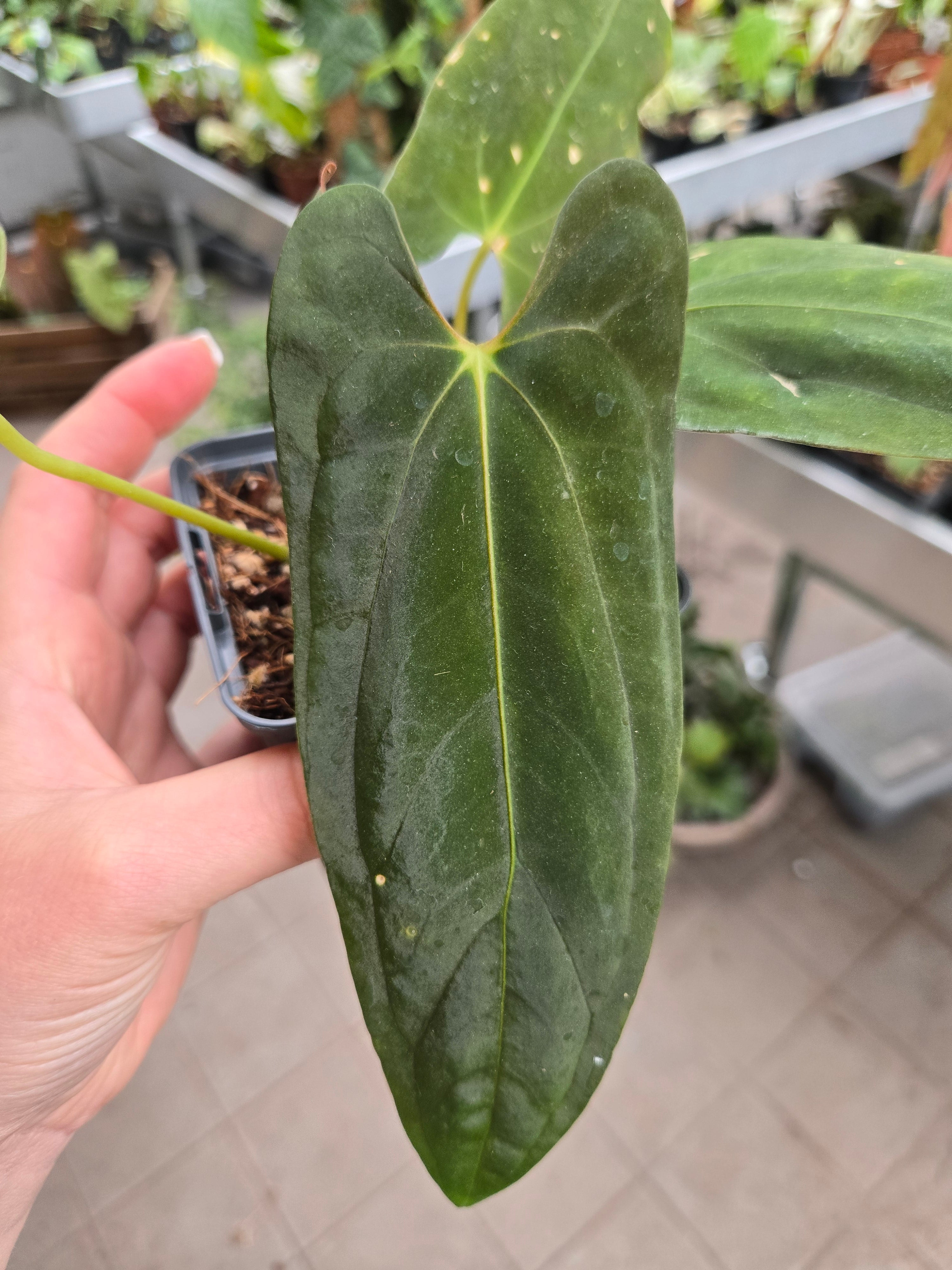 Anthurium Fort Sherman CLONE