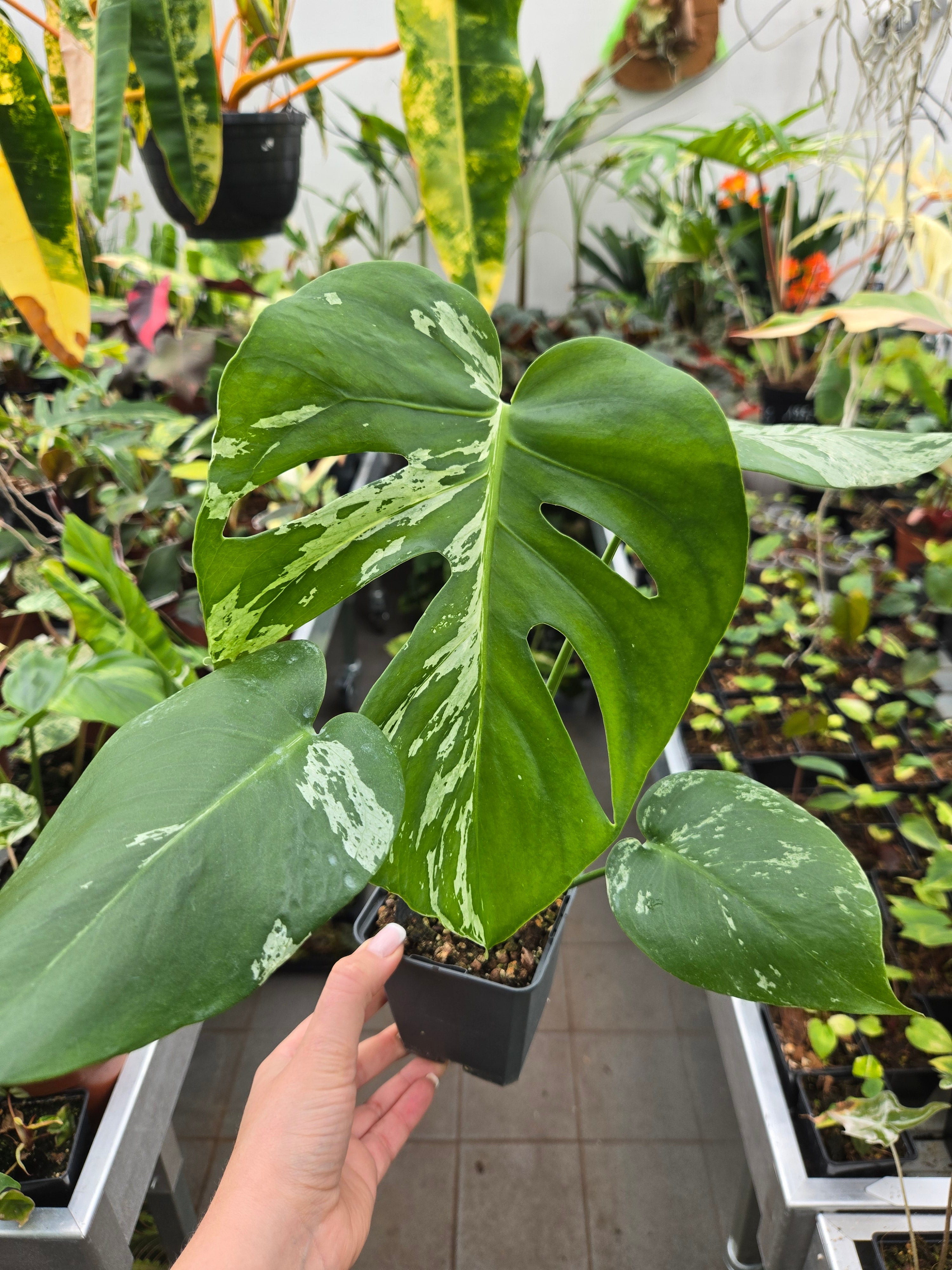 Monstera Bulbasaur