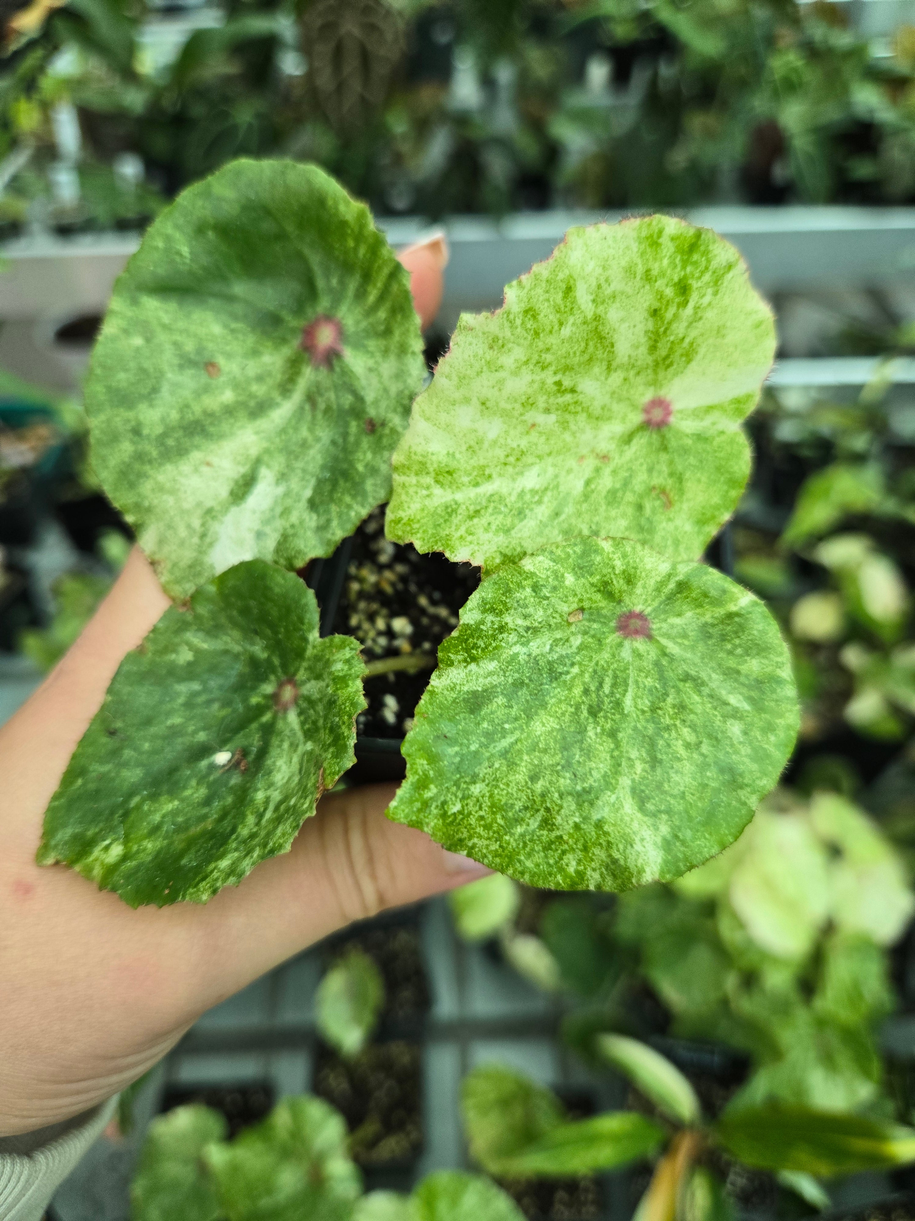 Begonia Rouge Variegata