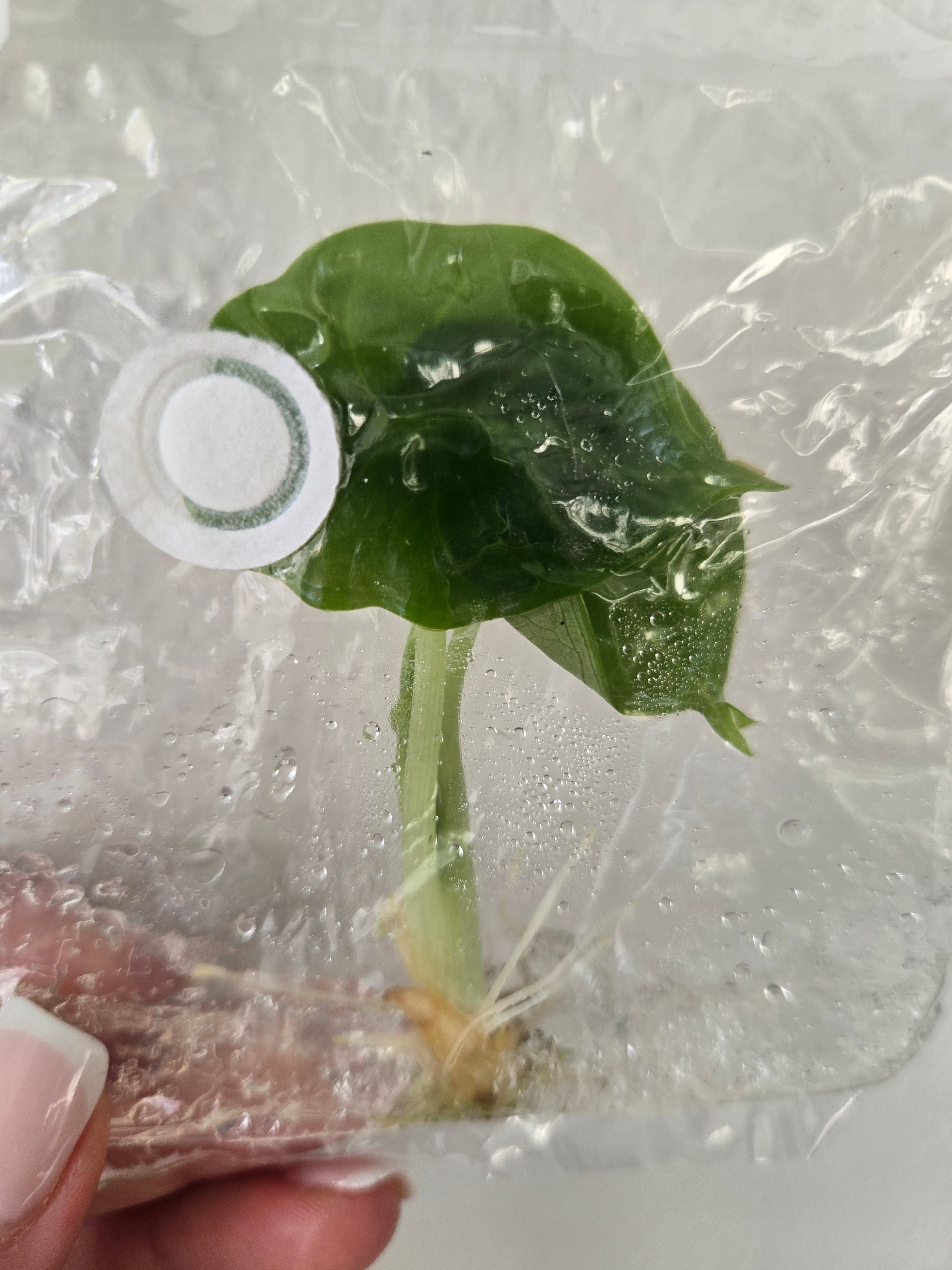 Alocasia Reversa - TC
