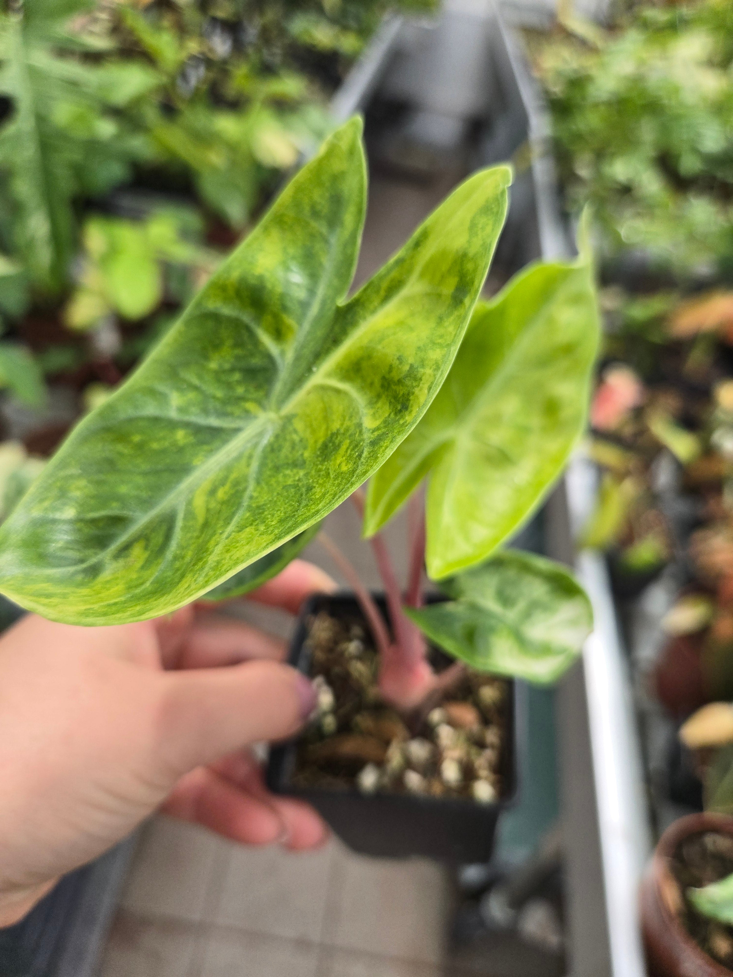Alocasia Pink Dragon Aurea