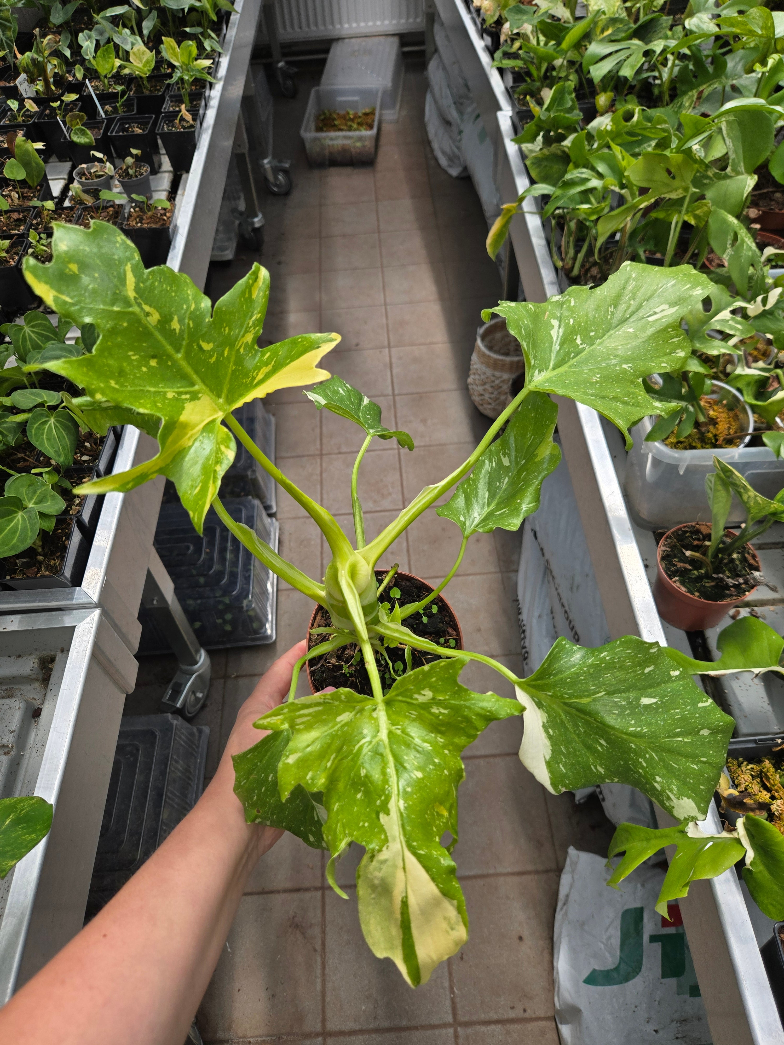 Philodendron Warscewiczii Aurea