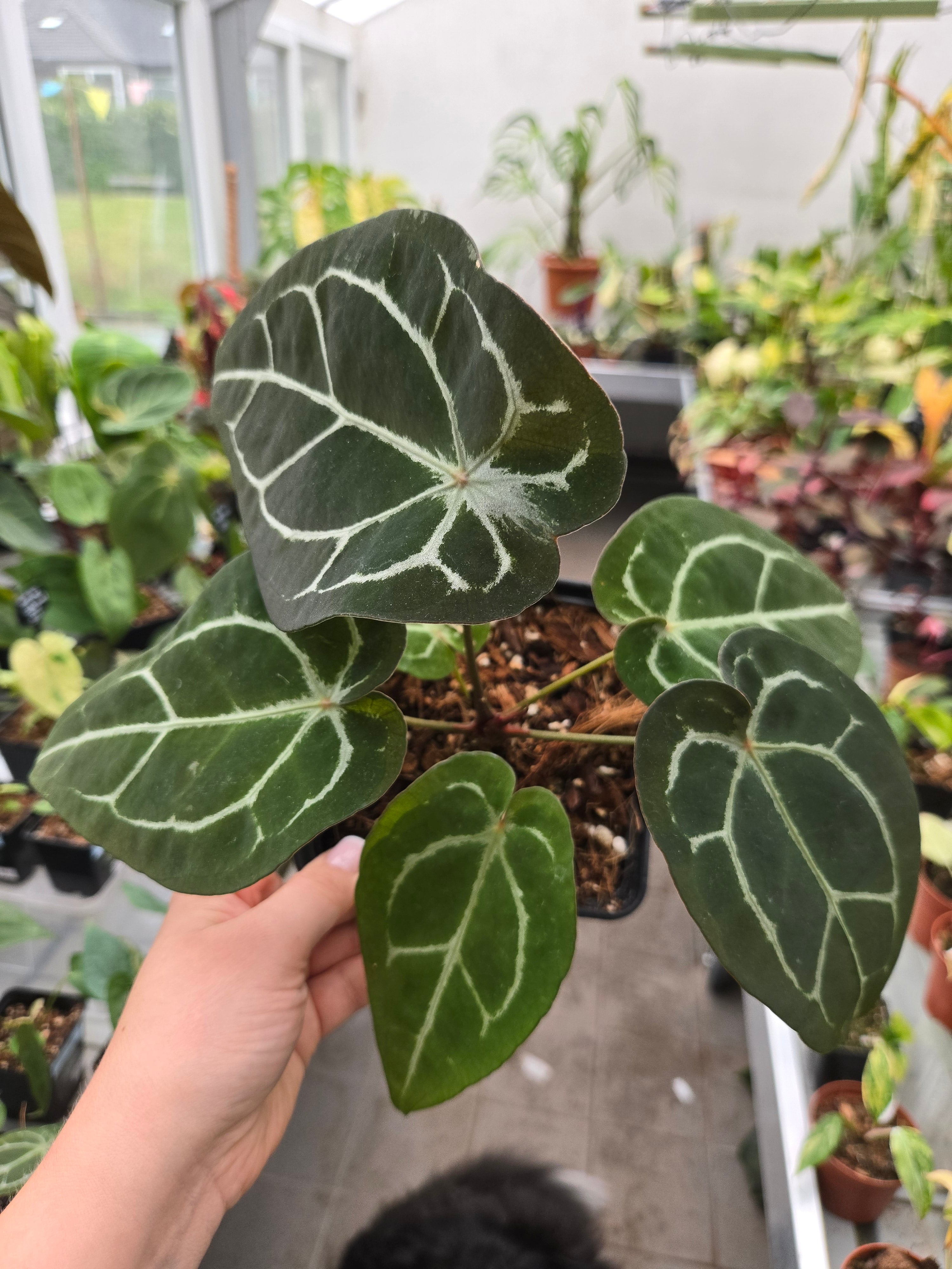 Anthurium Forgetti x Red Crystallinum (closed Sinus)
