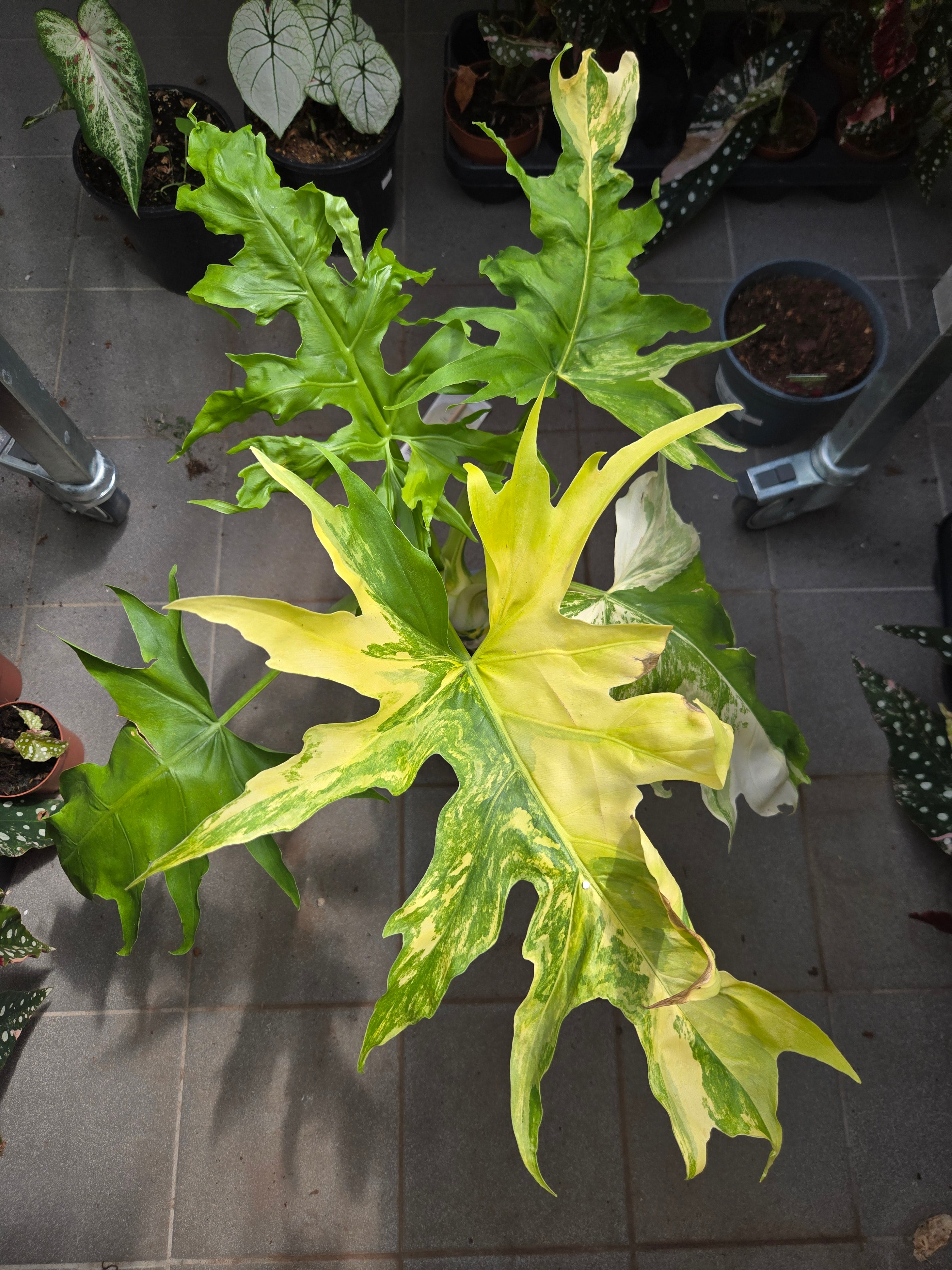 Philodendron Warscewiczii Aurea