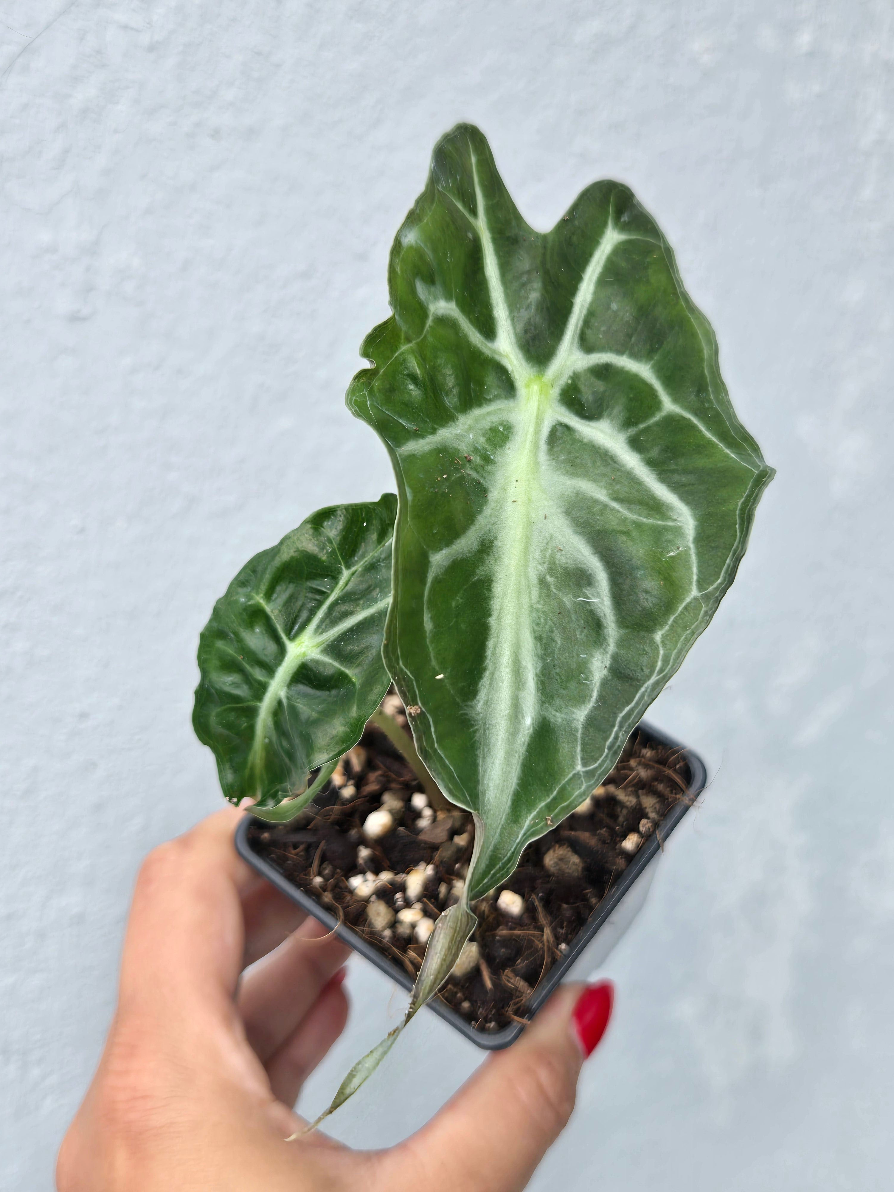Alocasia Venom