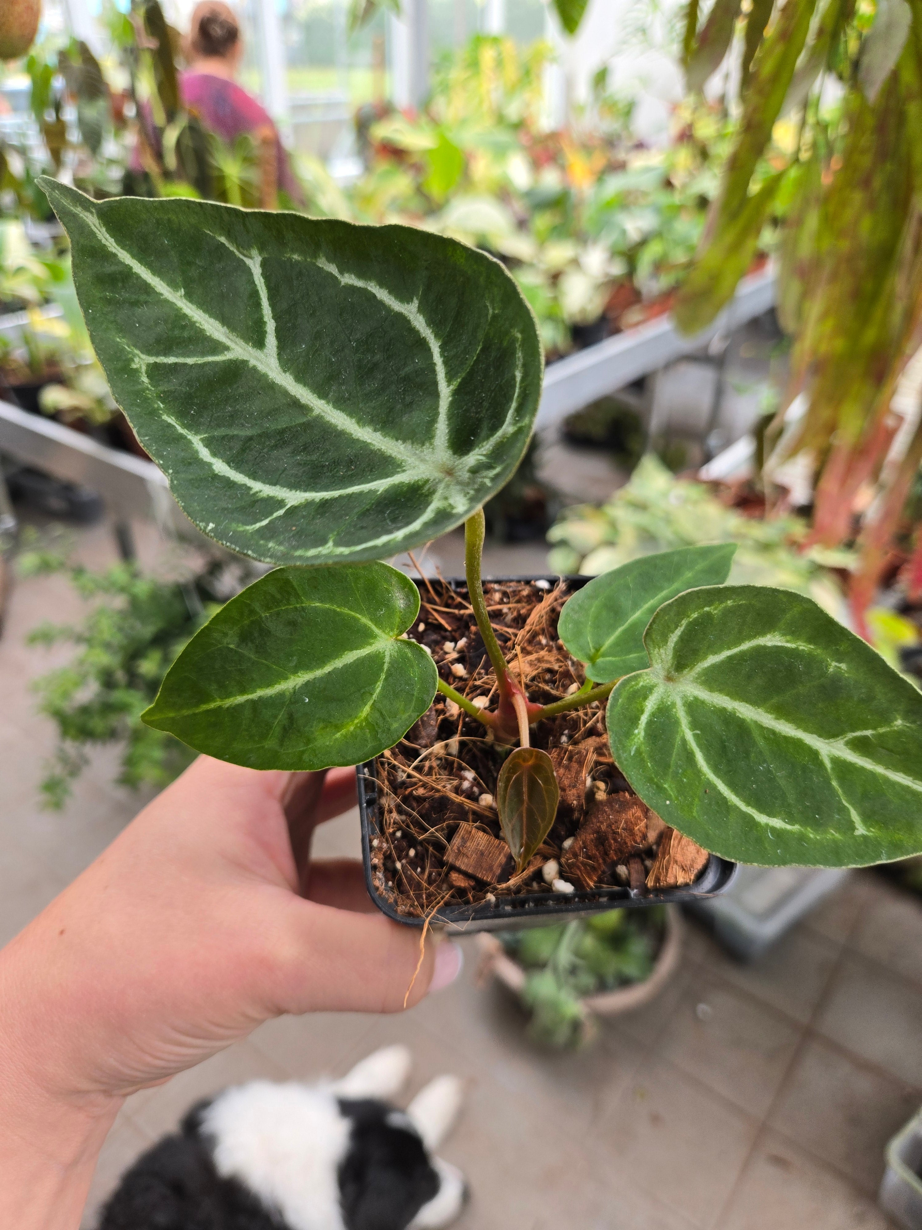 Anthurium Thunderbold x Red Crystallinum (closed Sinus)