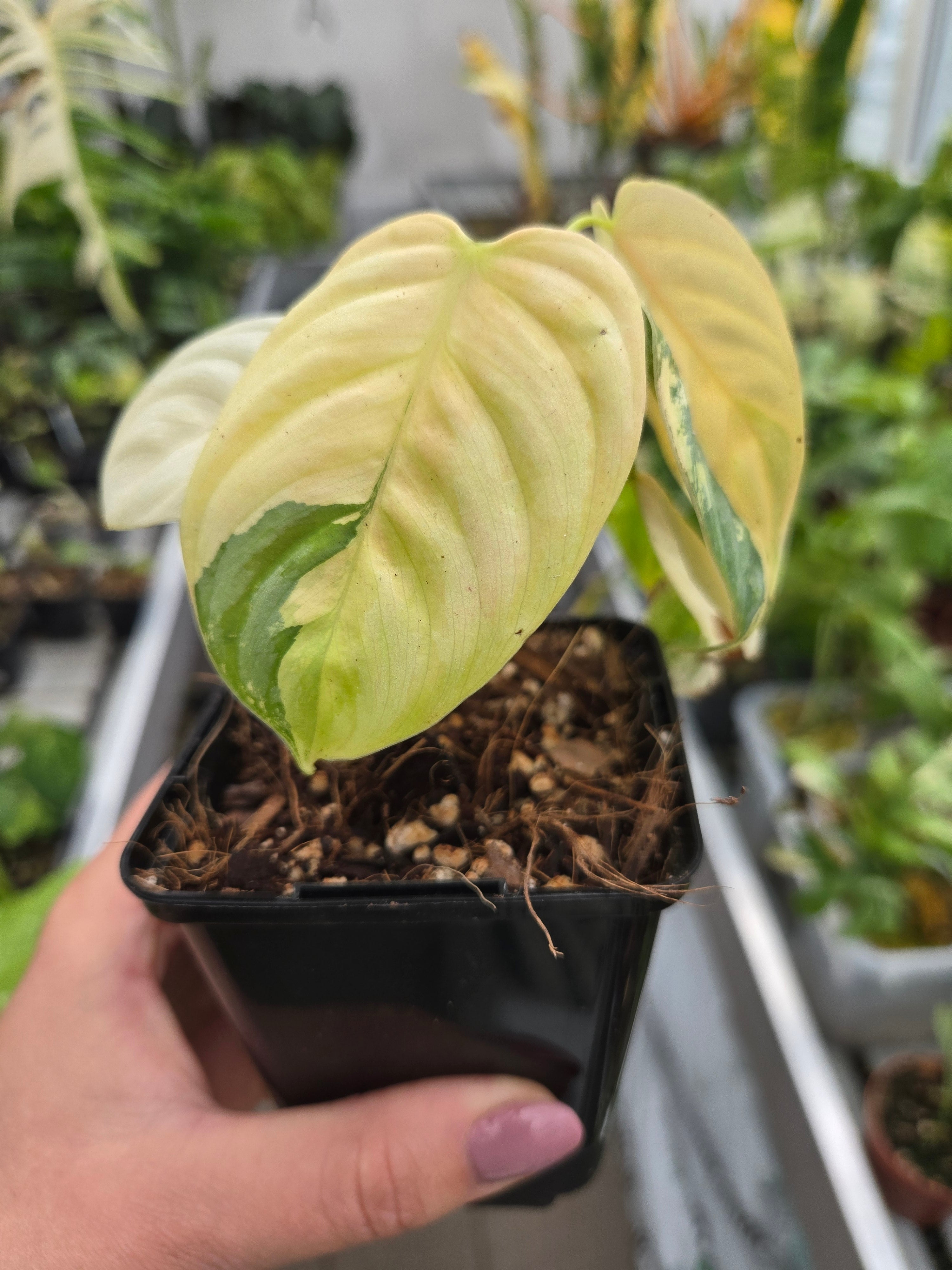 Philodendron Brandtianum Albo