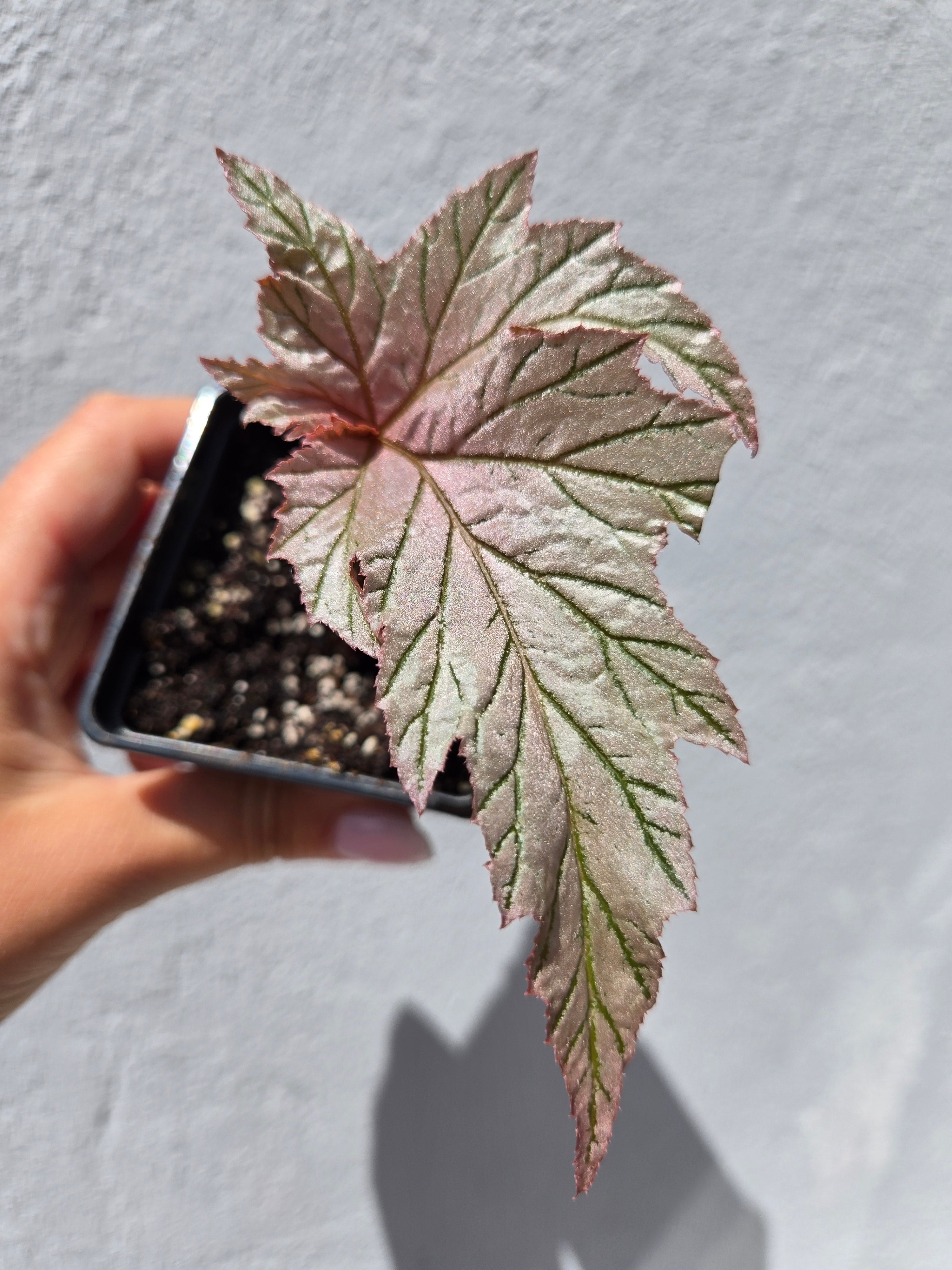 Begonia Lamoon