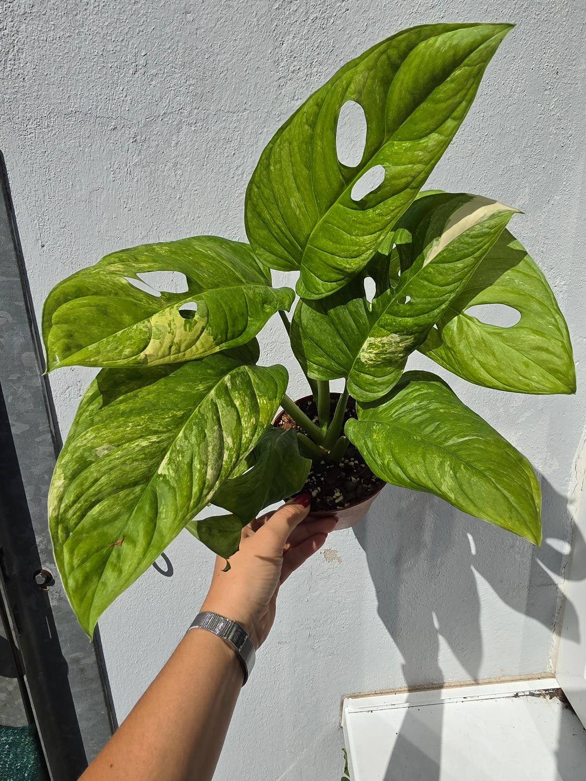 Monstera obliqua Mayuna Variegata