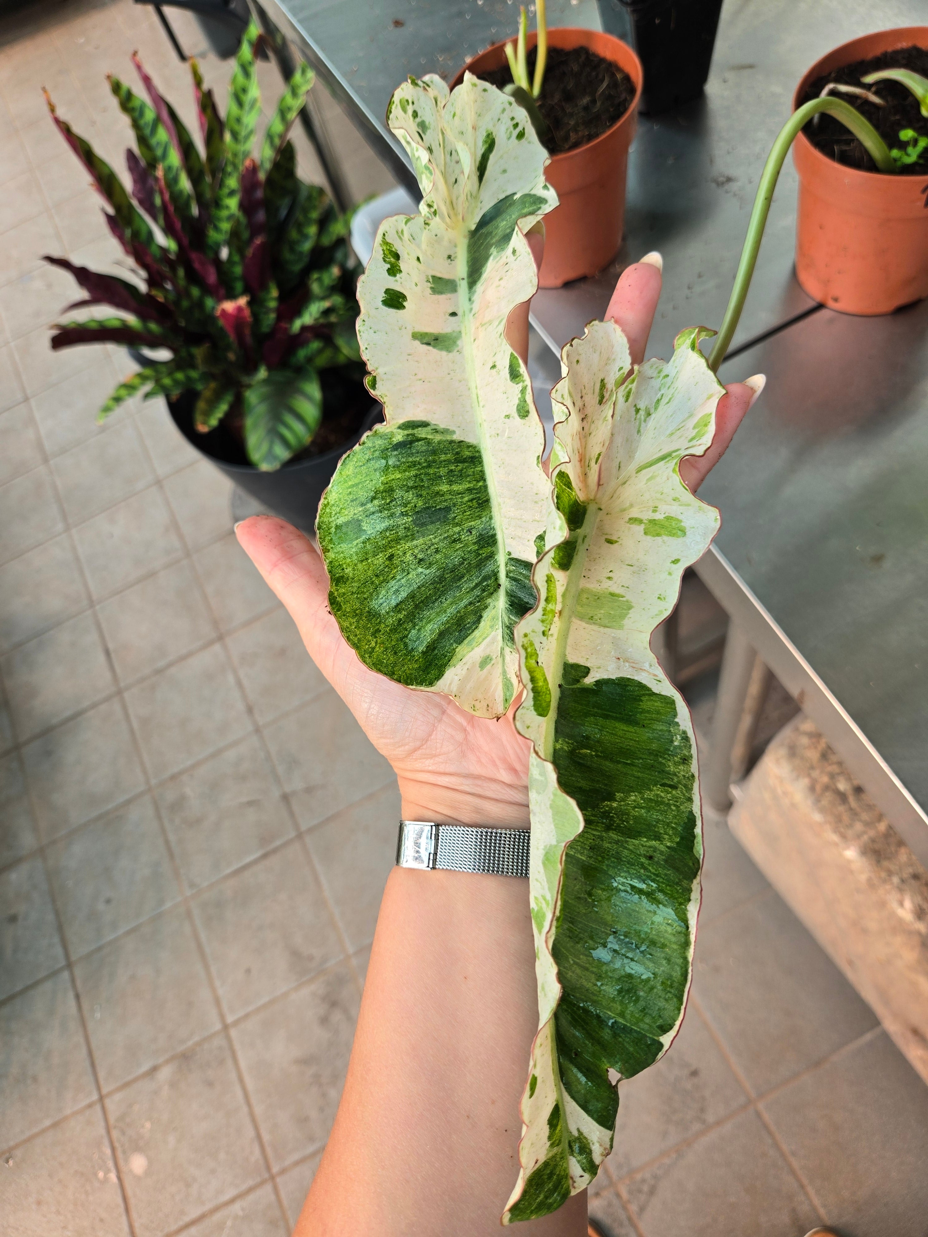 Philodendron Paraiso Verde Albo