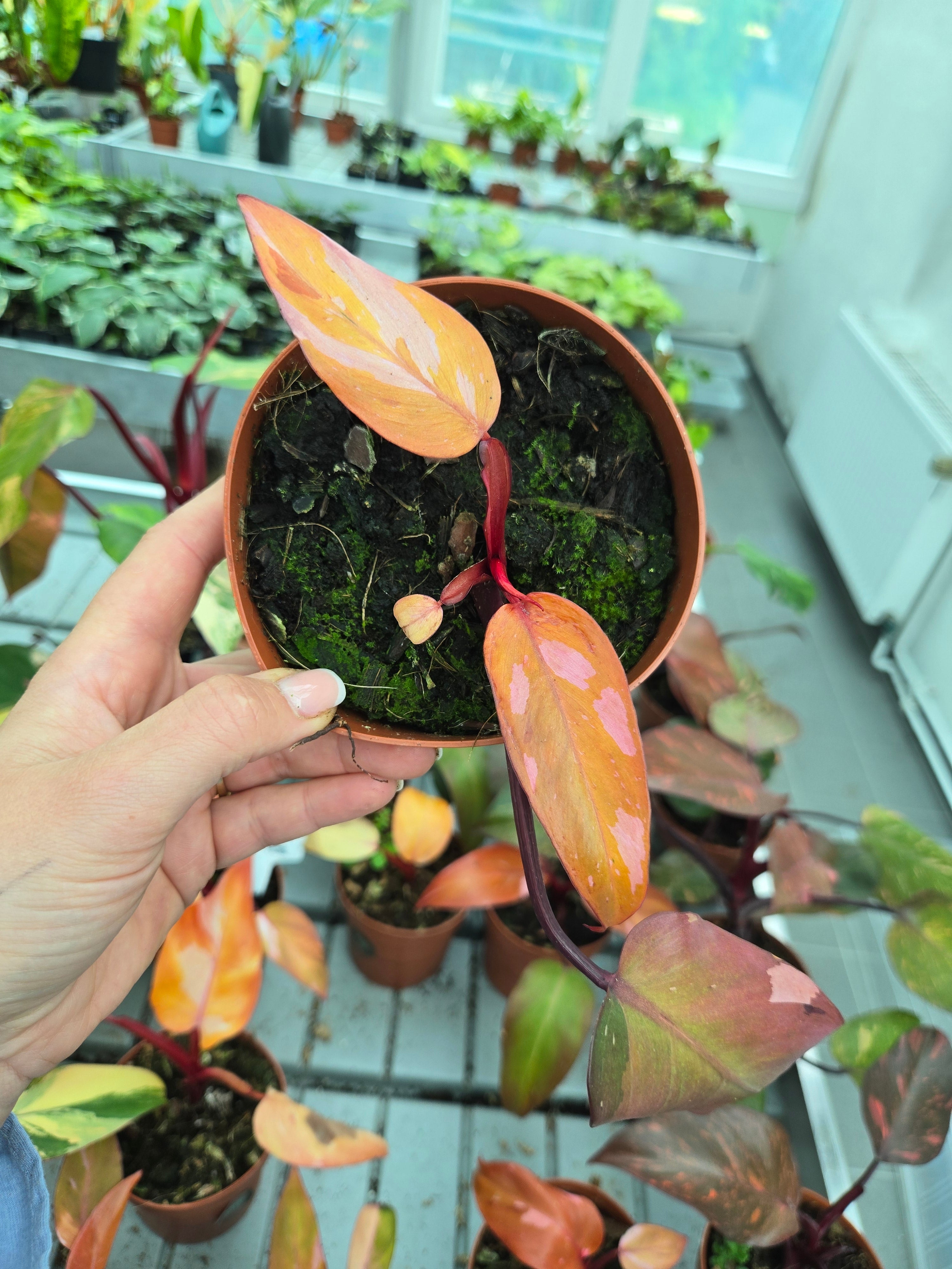 Philodendron Persimmon Pink Princess