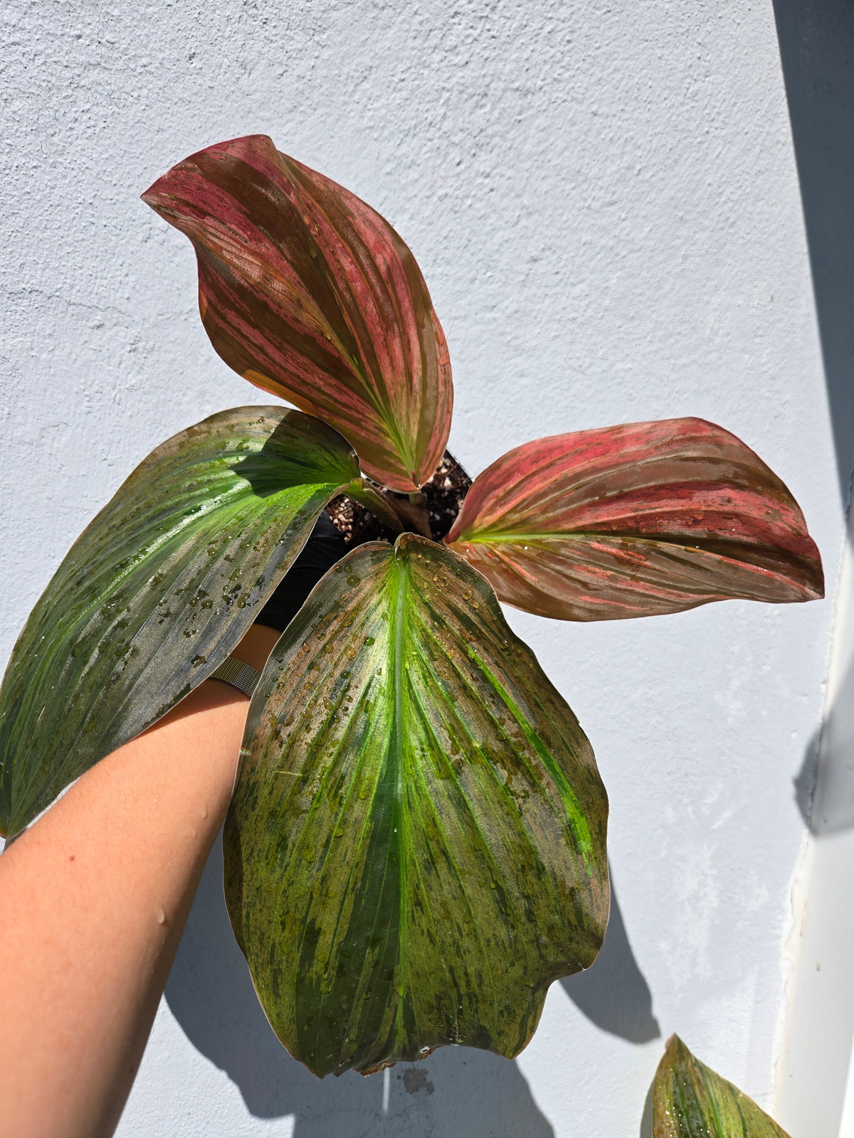 Kaempferia Pulchra Pink Variegated