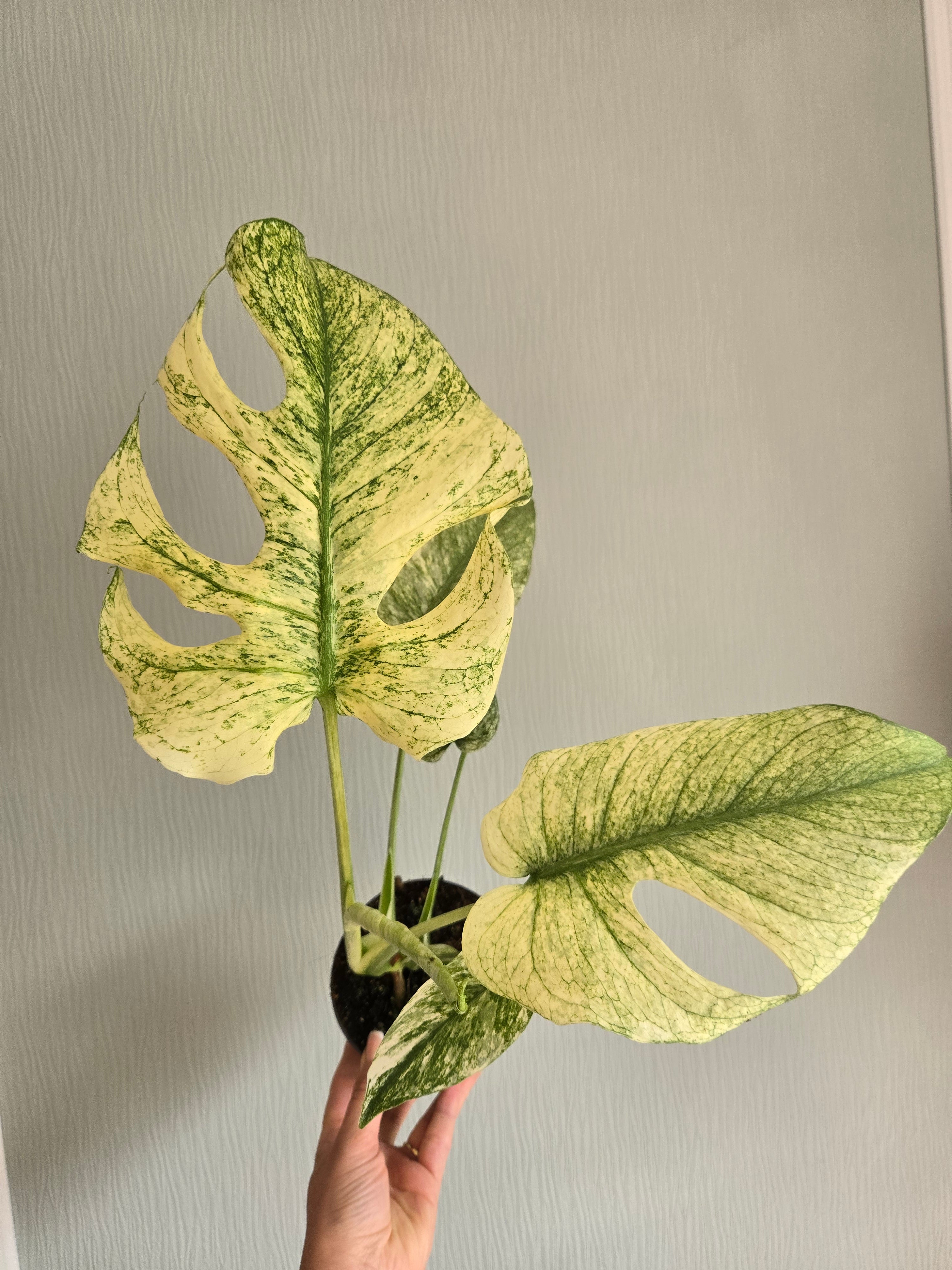 Monstera Deliciosa Mint (Large Form)