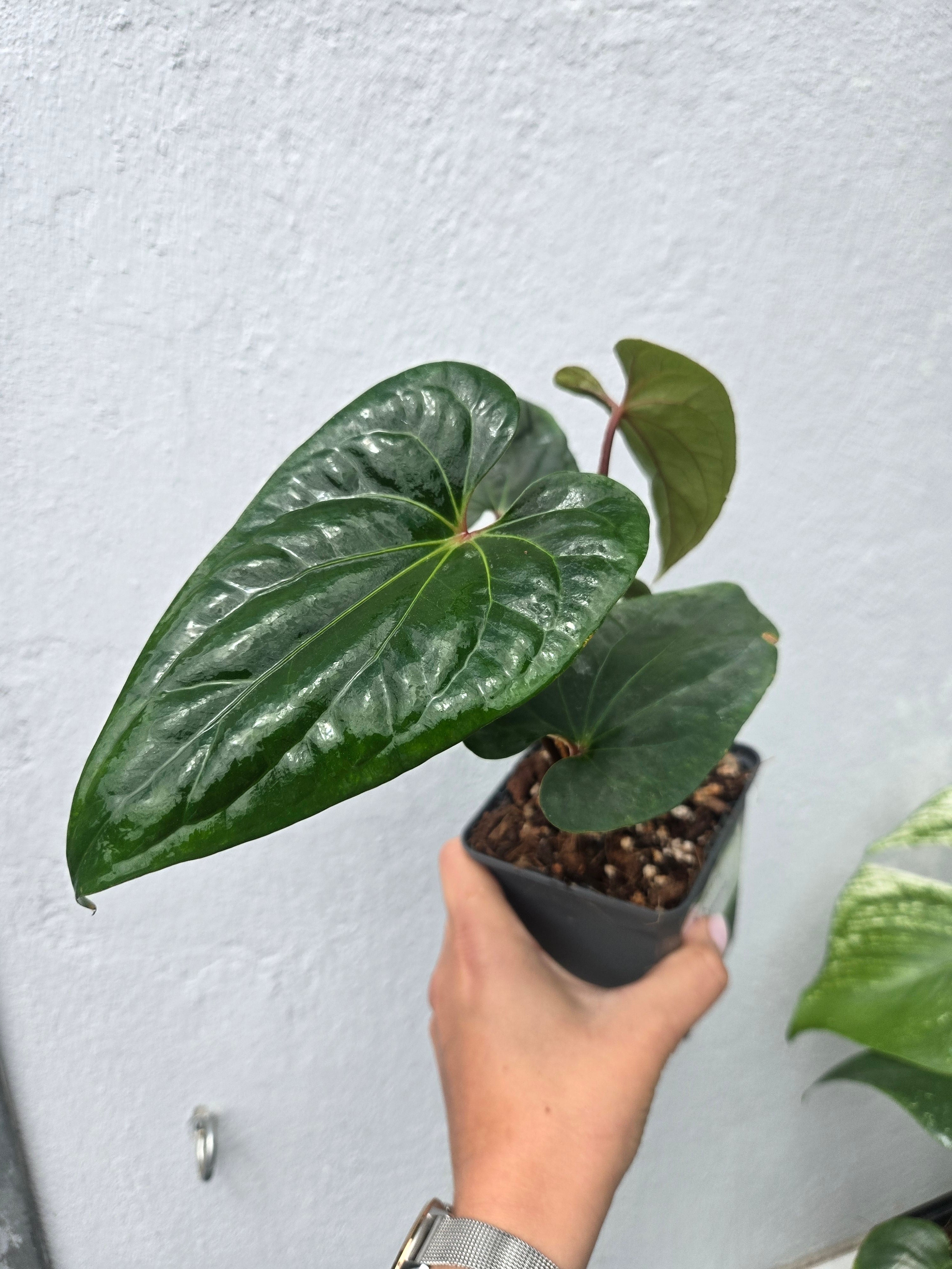 Anthurium Butterfly x Dark Phönix