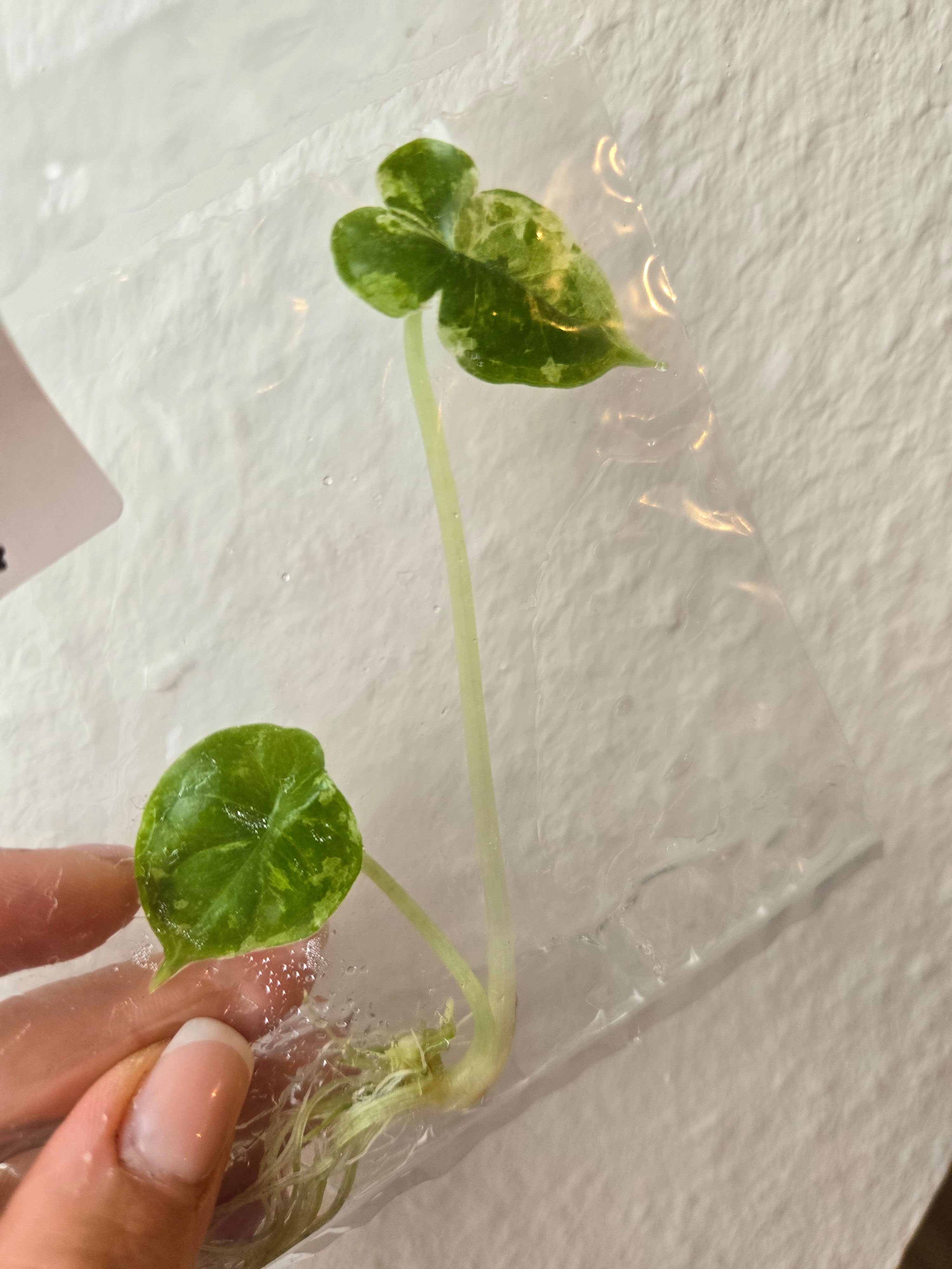 Alocasia Dragon Scale Marbel - TC- Tissue Culture