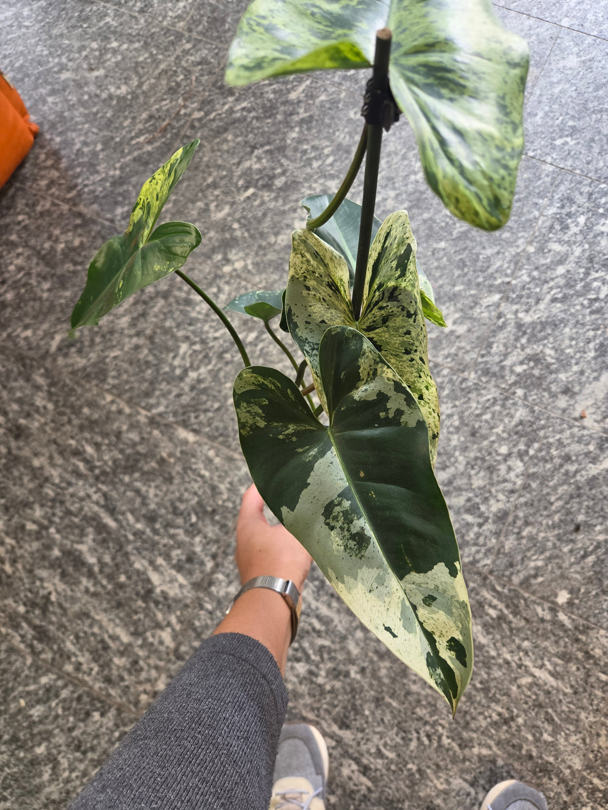 Philodendron Ilsemanii