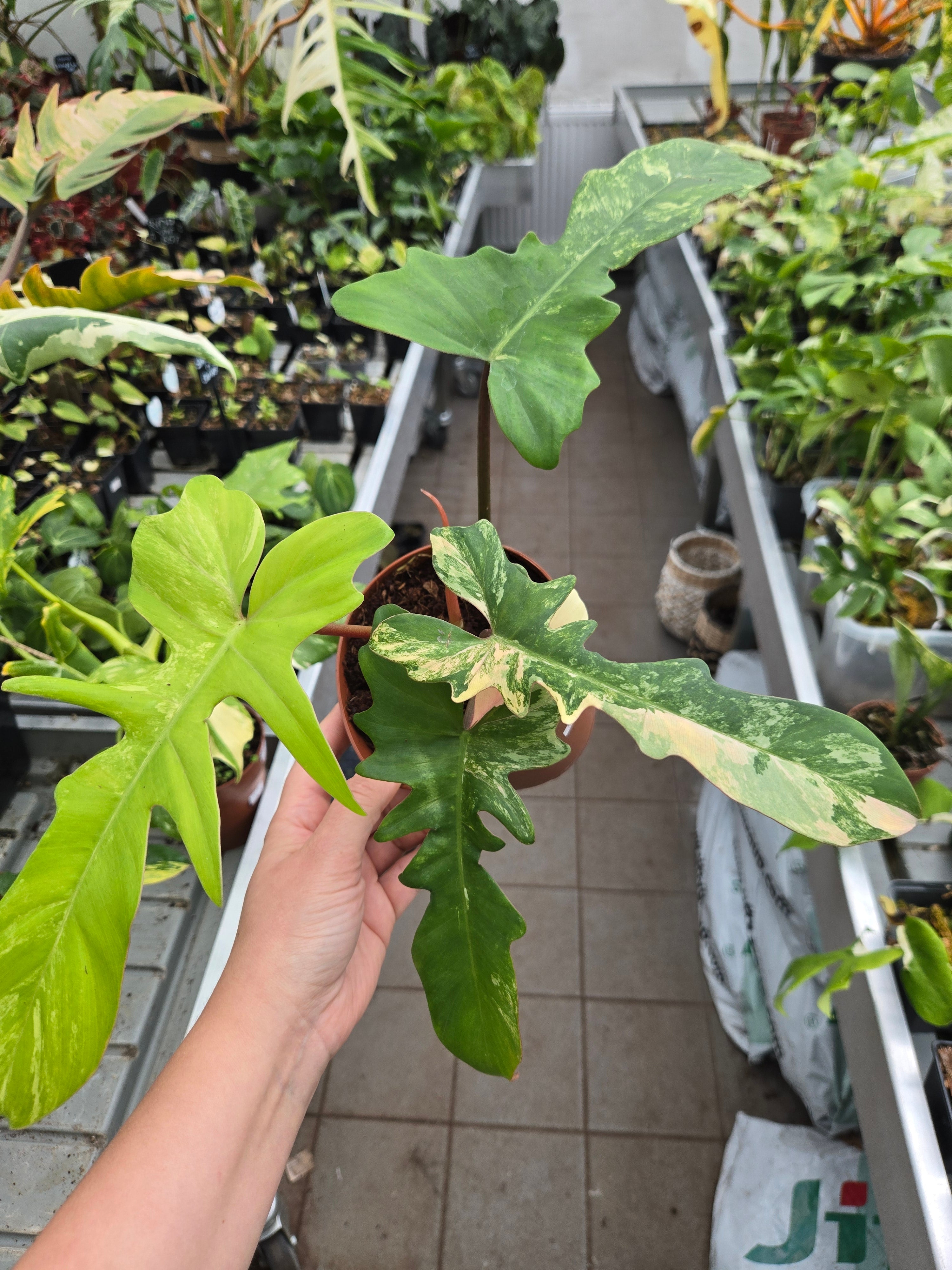 Philodendron Mayoi x Florida Beauty