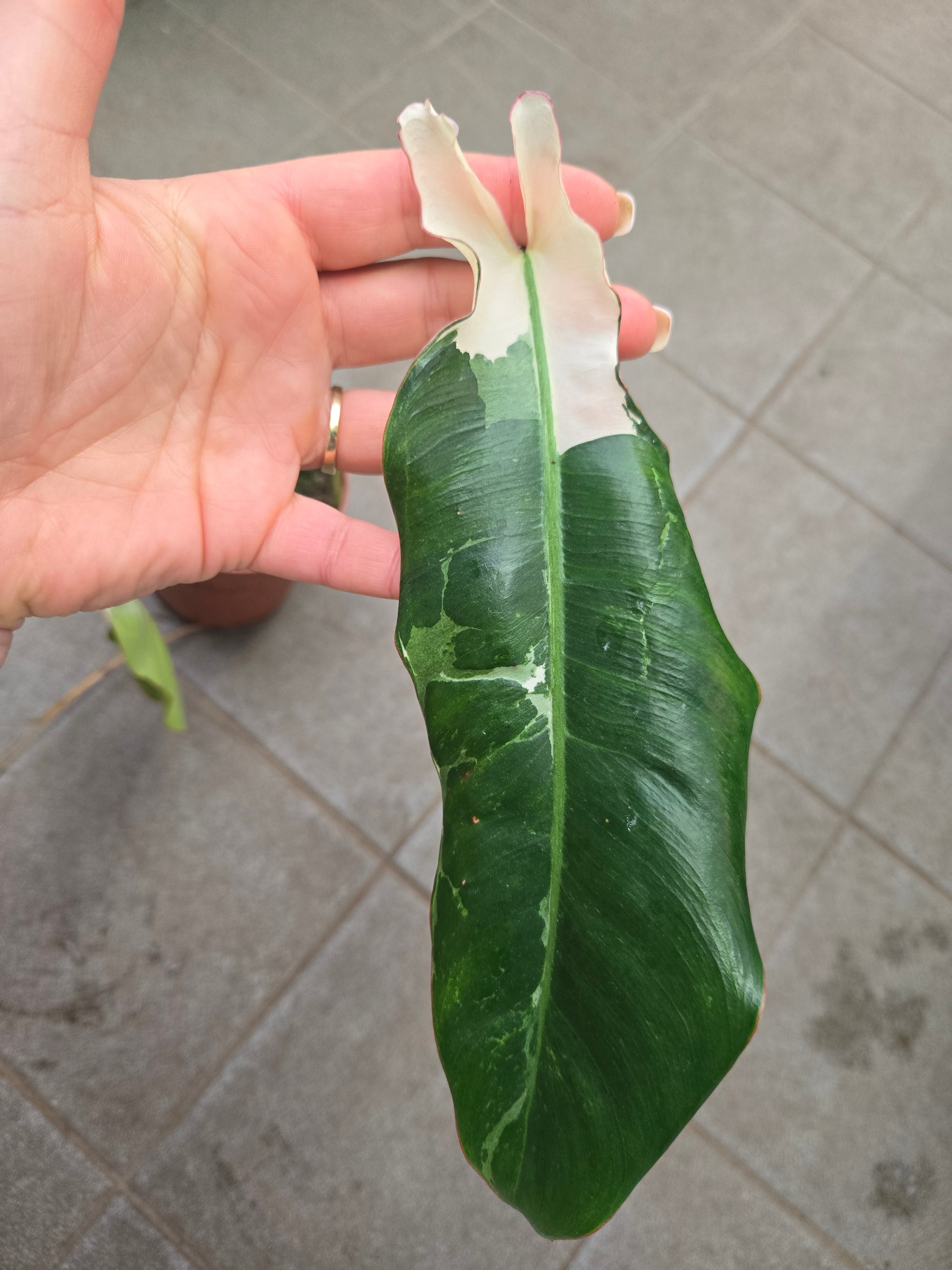 Philodendron Paraiso Verde Albo