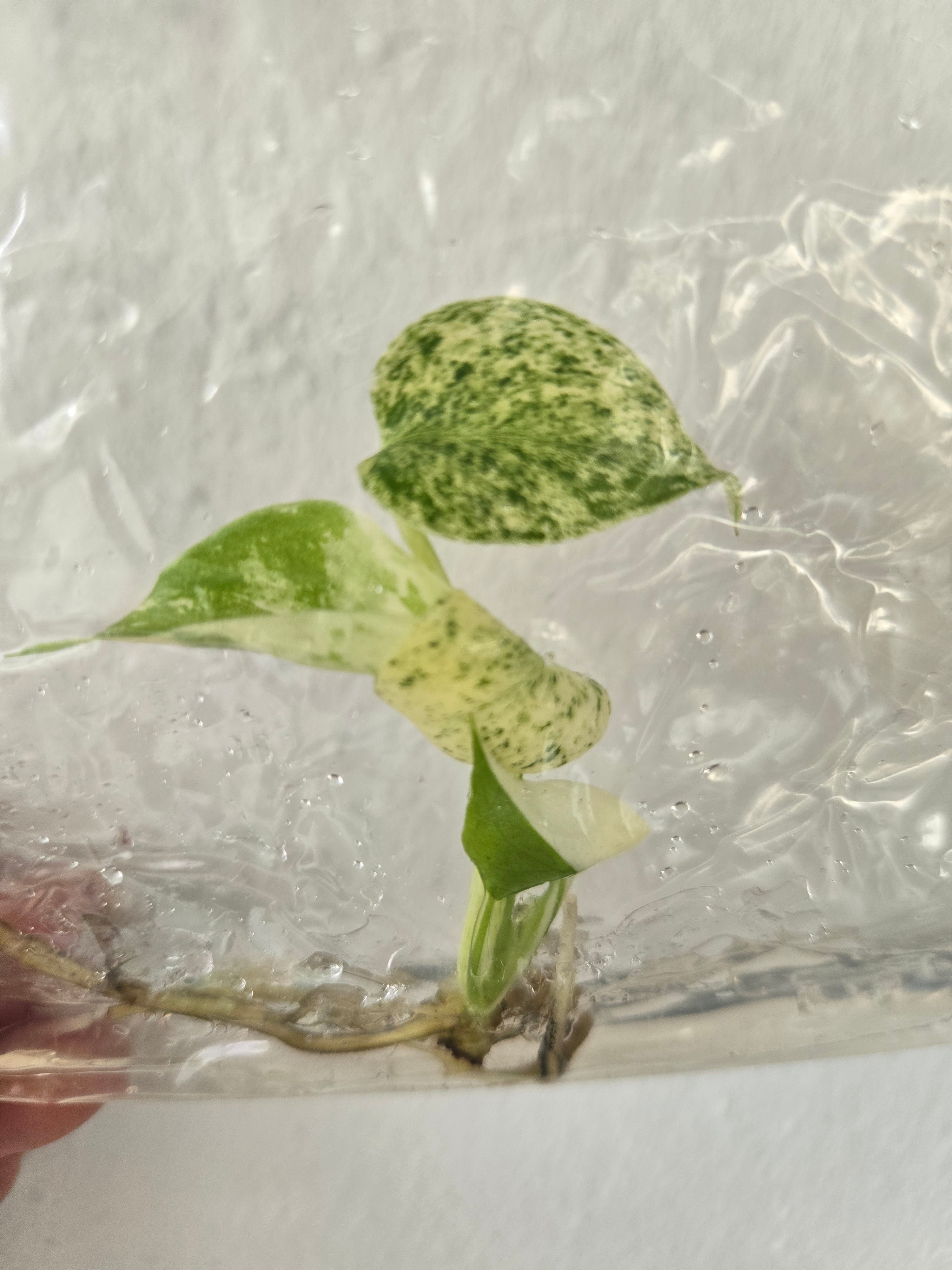 Monstera Deliciosa Star Shadow - TC - Tissue Culture