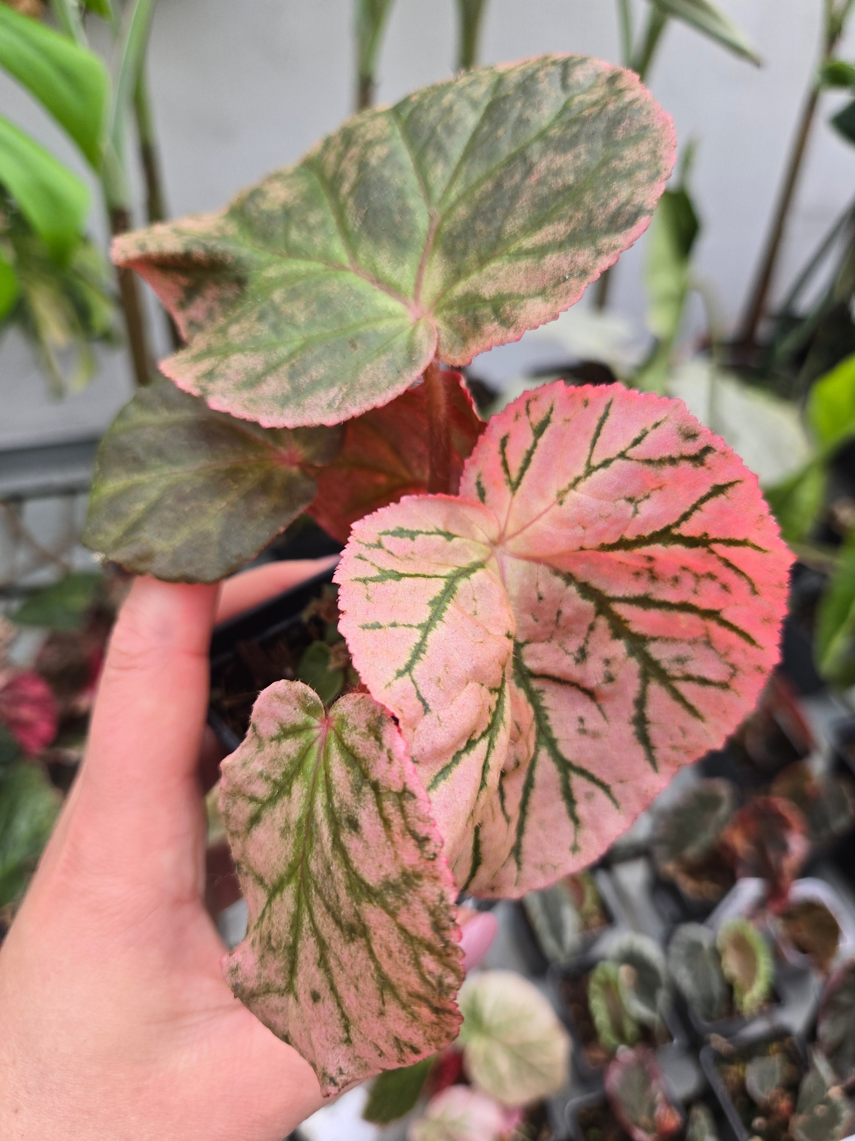 Begonia Midnight Sun Variegata