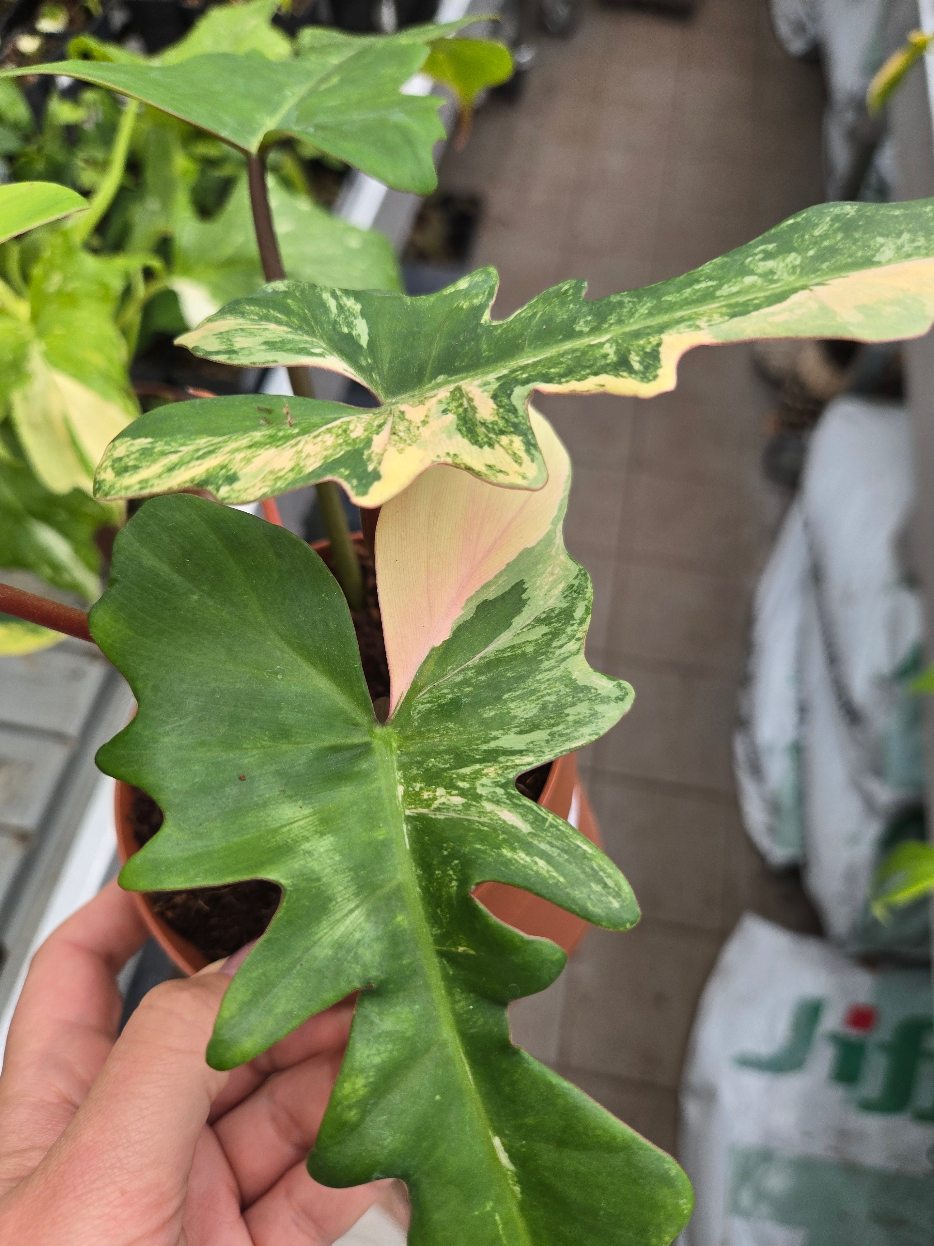 Philodendron Mayoi x Florida Beauty