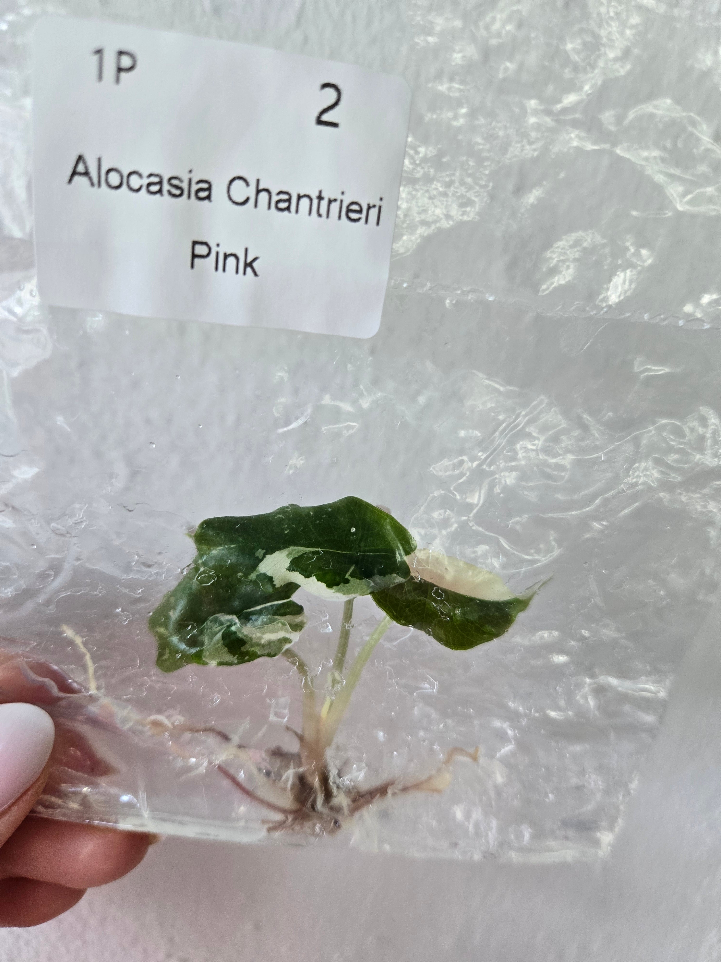 Alocasia Chantrieri Pink Variegata - TC - Tissue Culture