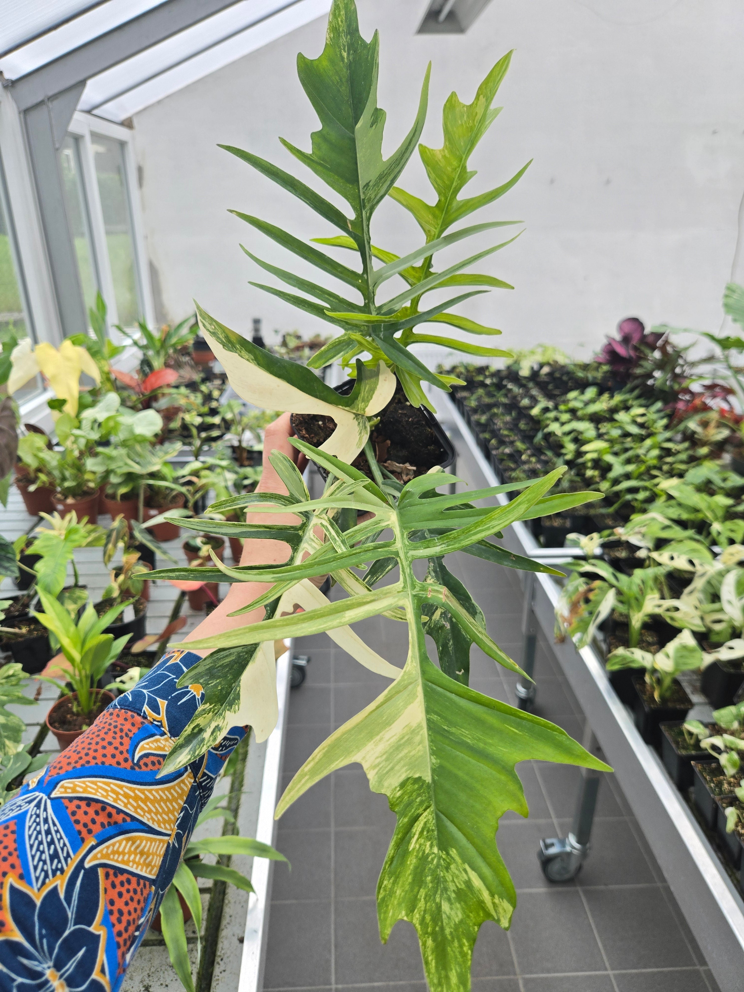 Philodendron Florida Beauty x Tortum Variegata