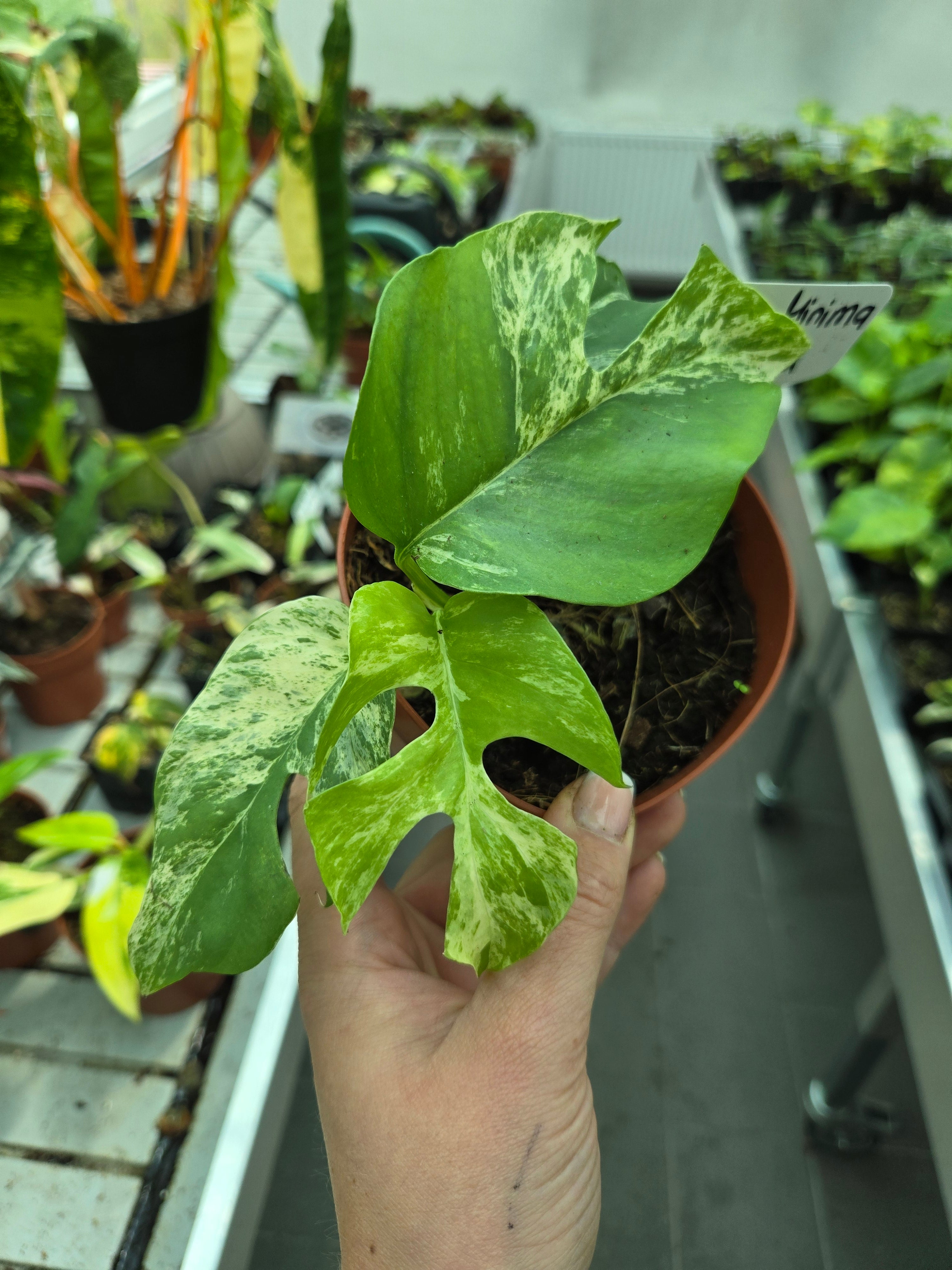 Rhaphidophora Testrasperma Migma