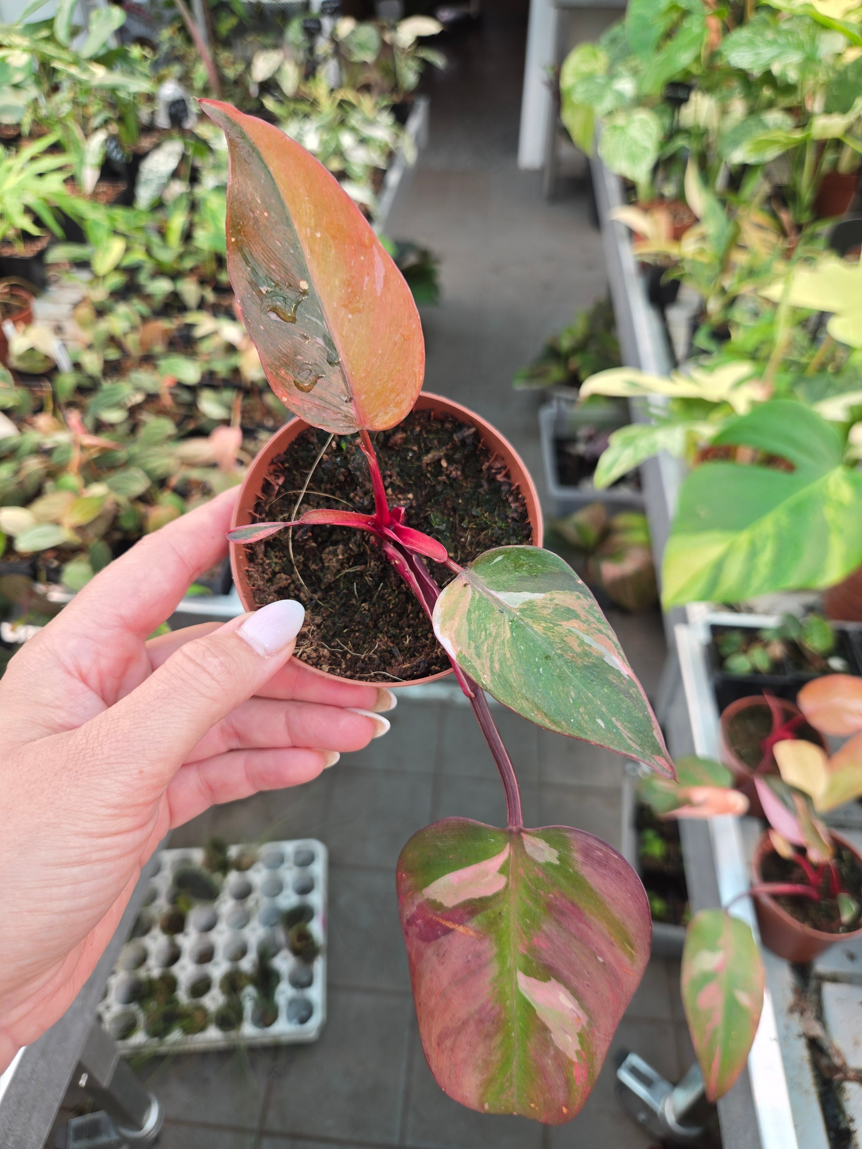 Philodendron Princess of Fire S