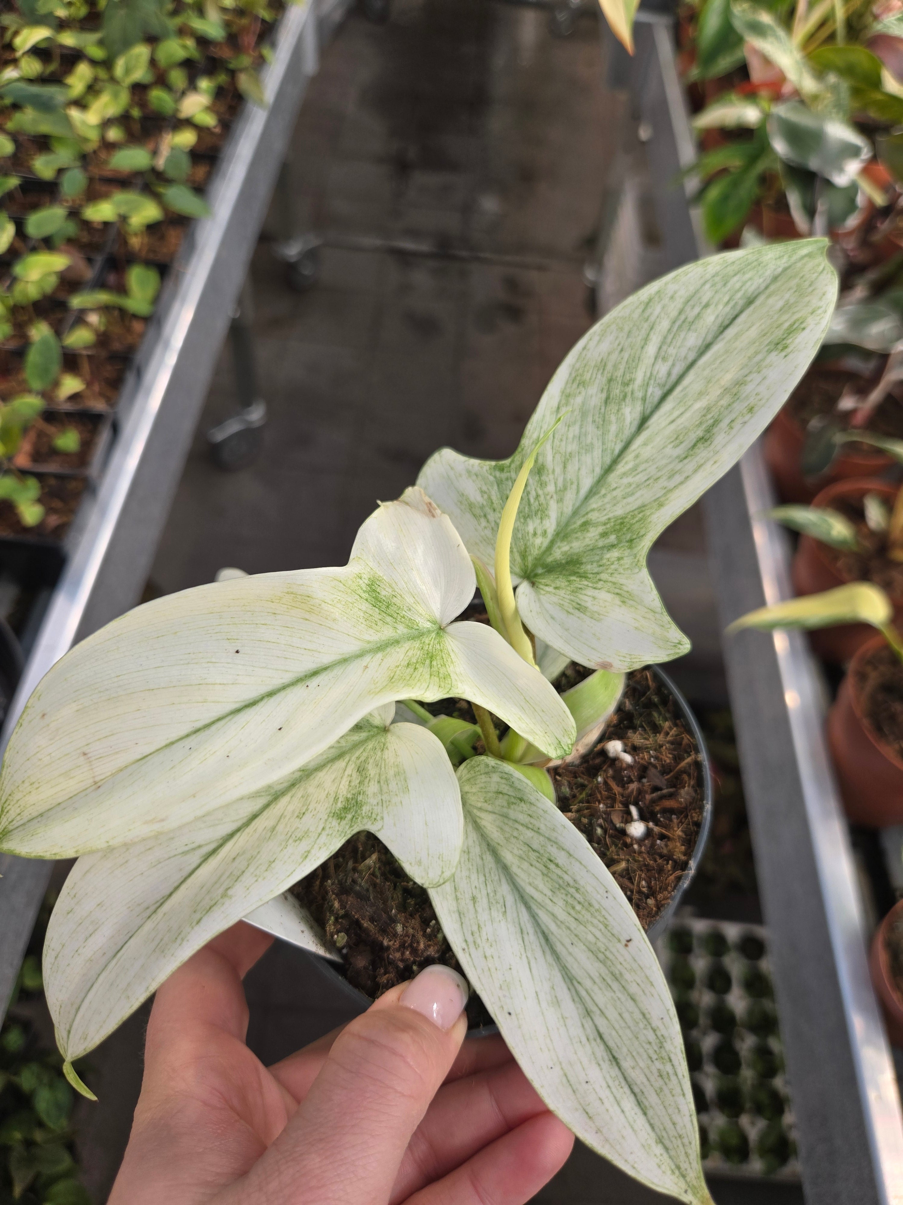 Philodendron Florida Ghost