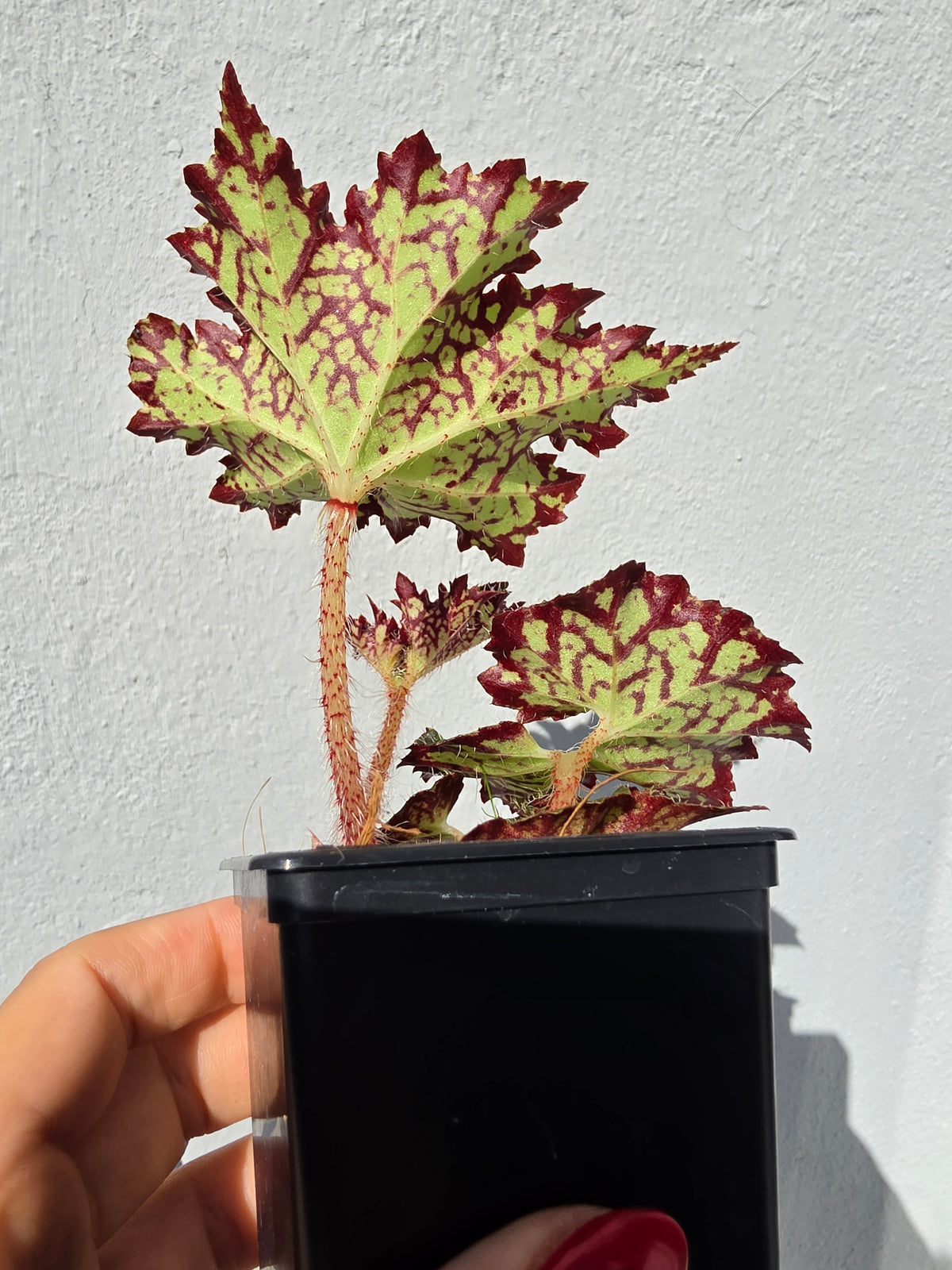Begonia Pseudoedulis