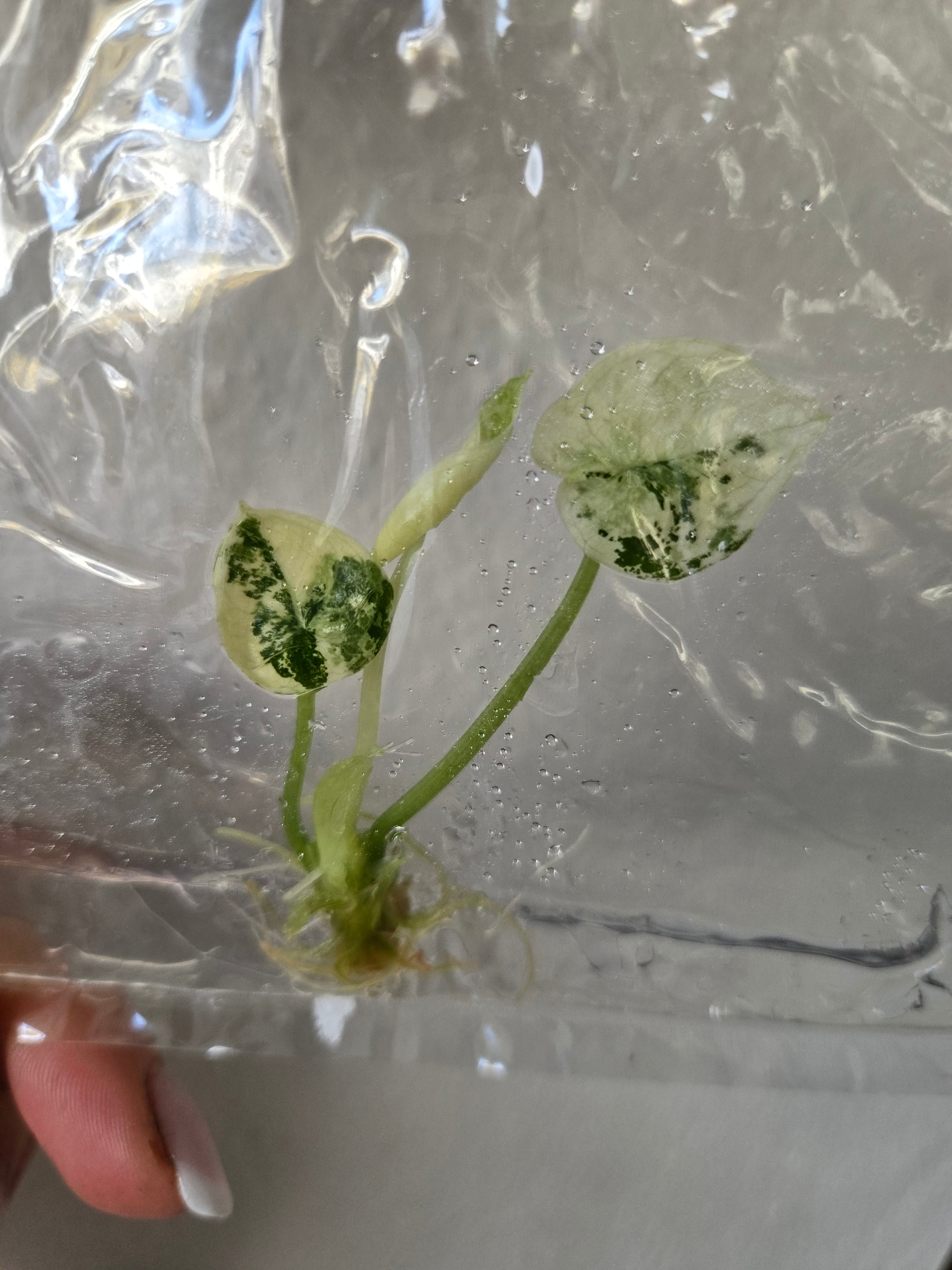 Alocasia Sinuata Albo -TC- Tissue Culture
