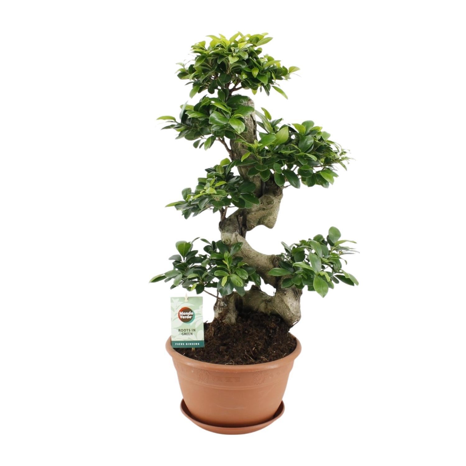 Ficus ginseng - Ø27cm - ↕70cm