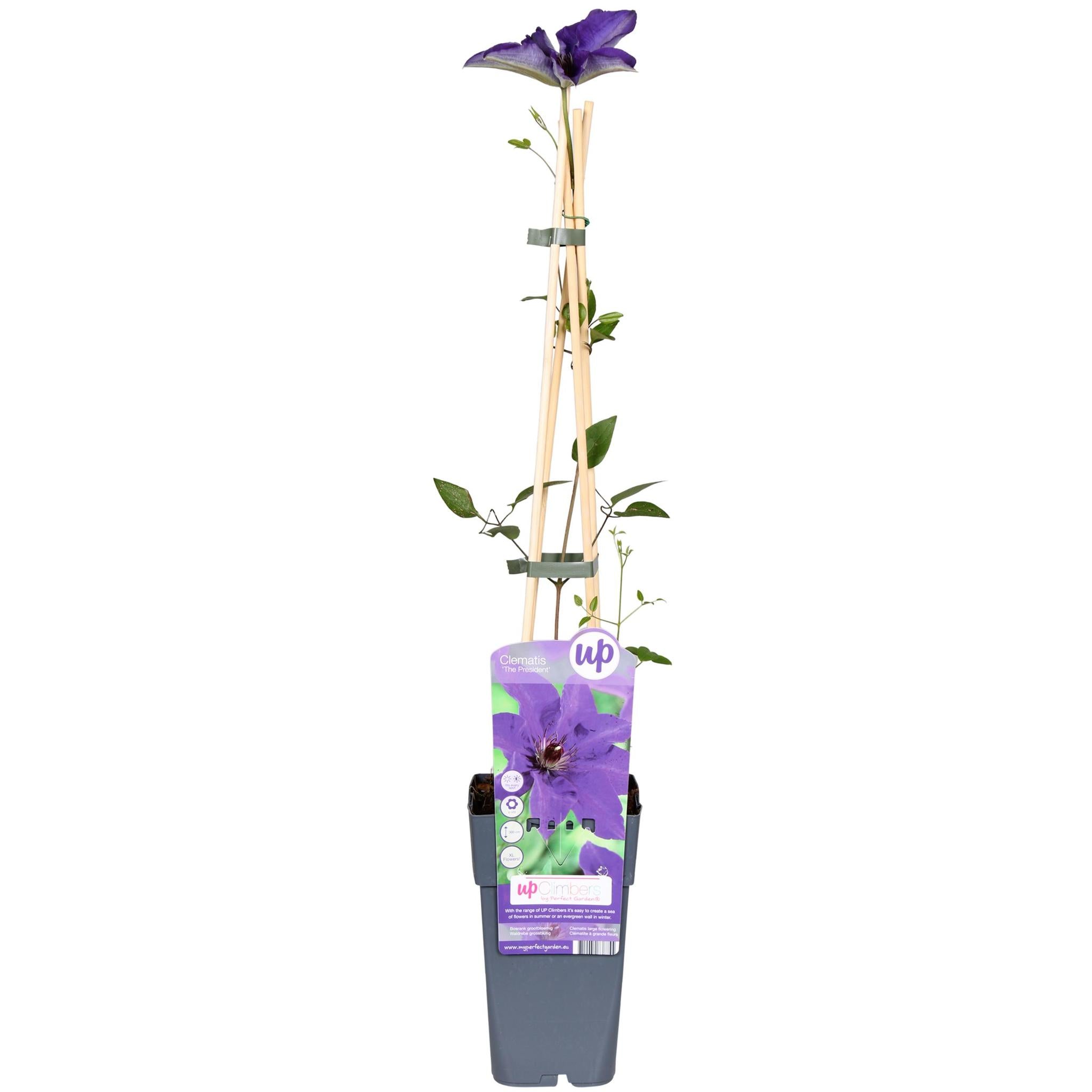 Clematis The President - Clematis Purple