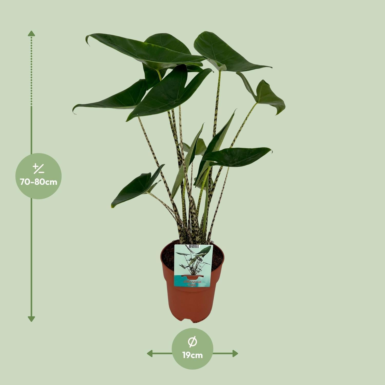 Alocasia sylvestris Ø19cm - ↕75cm
