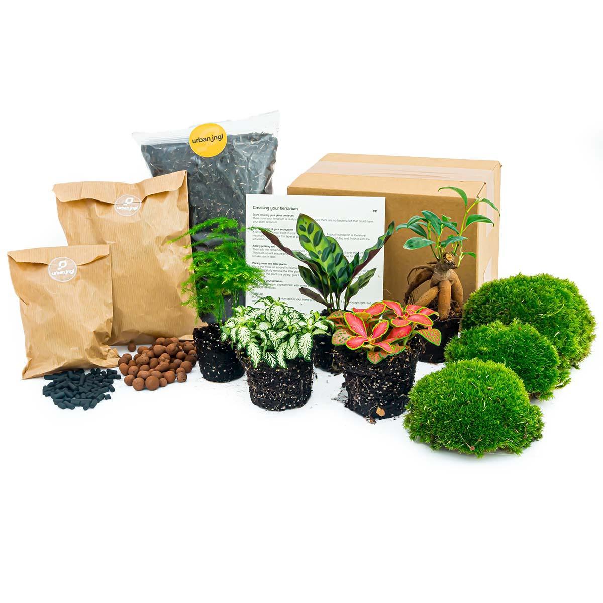 Plant Terrarium Set - 5 Plants - Refill Pack & Starter Kit DIY