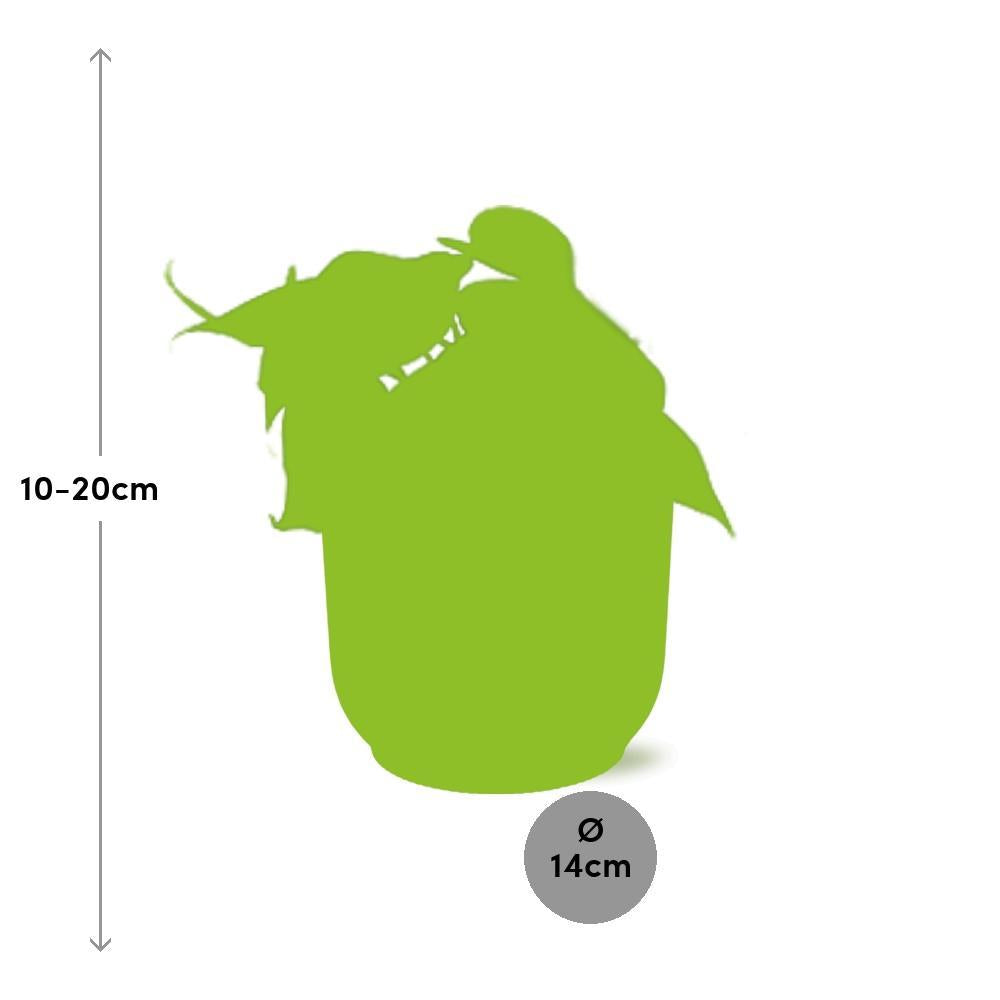 Philodendron Scandens - in ELHO Vibes pot pink Ø14cm