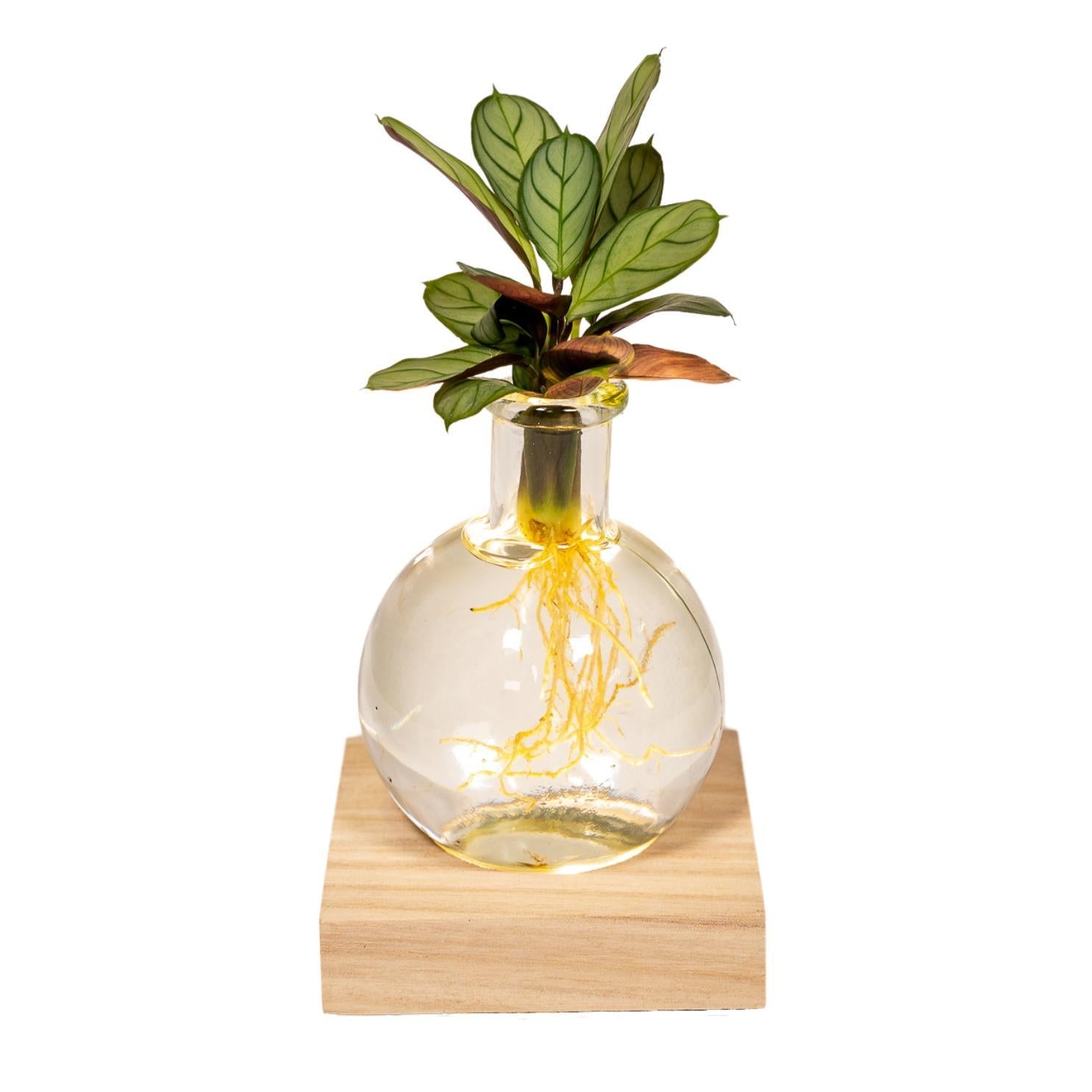 Calathea in Samoa-Glas mit LED-Beleuchtung - Ø12cm - ↕10cm