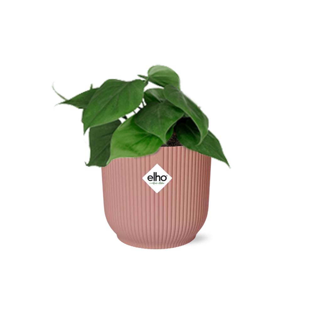 Philodendron Scandens - in ELHO Vibes pot pink Ø14cm