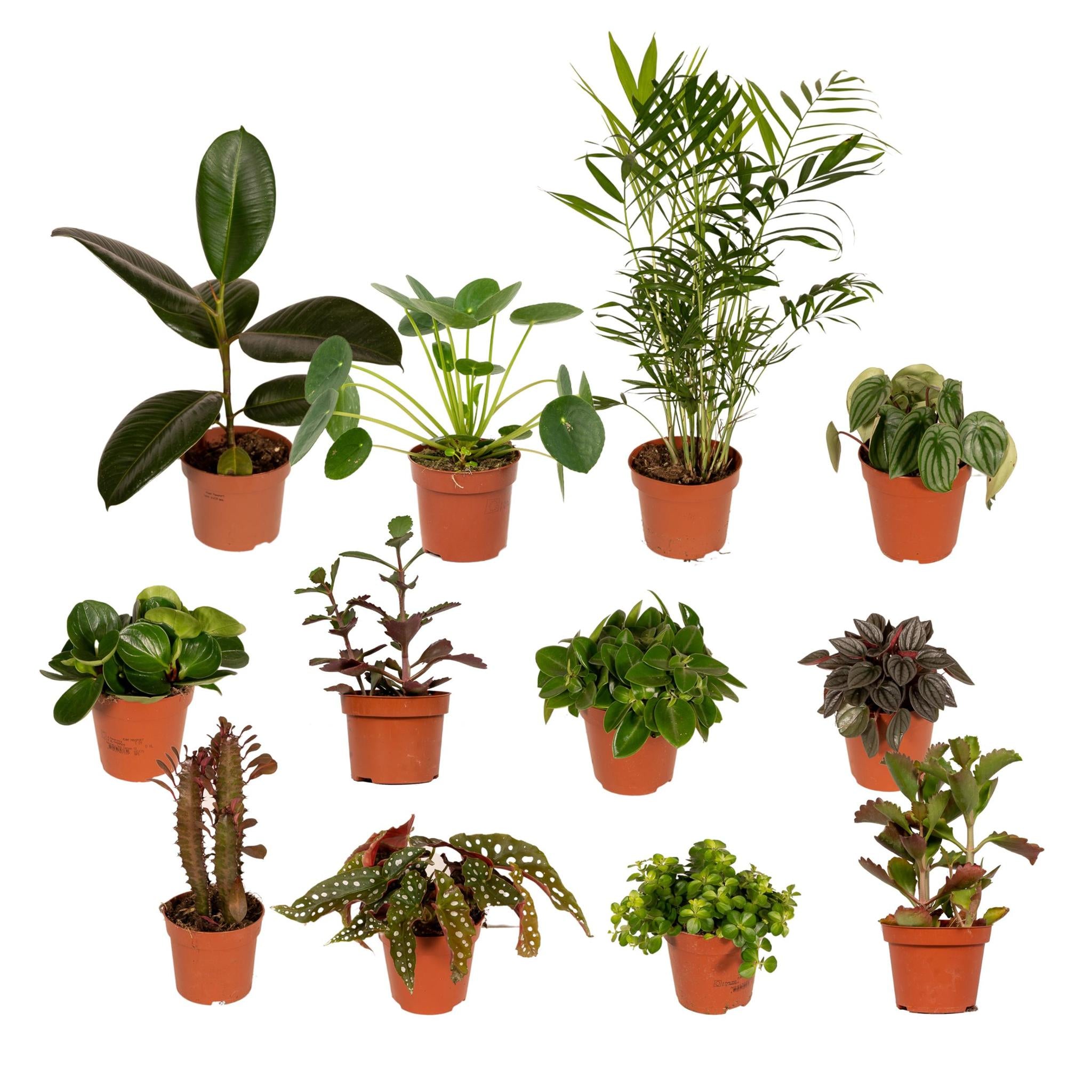 Plant set 12 pieces