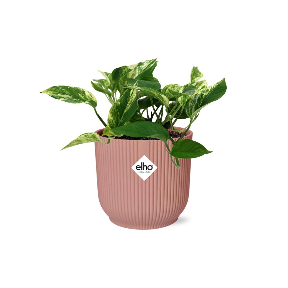 Scindapsus (Epipremnum) Marble Queen - in ELHO Vibes pot pink Ø14cm