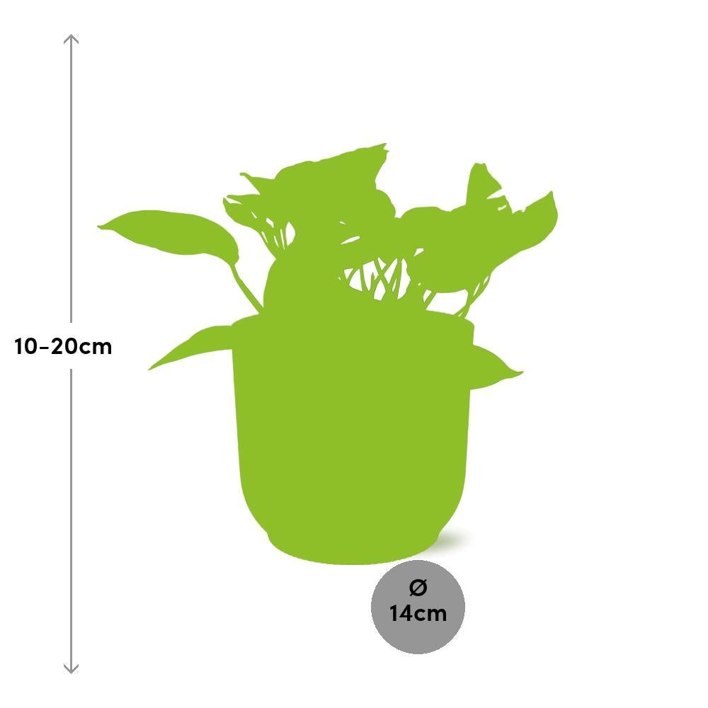 Scindapsus (Epipremnum) Marble Queen - in ELHO Vibes pot pink Ø14cm