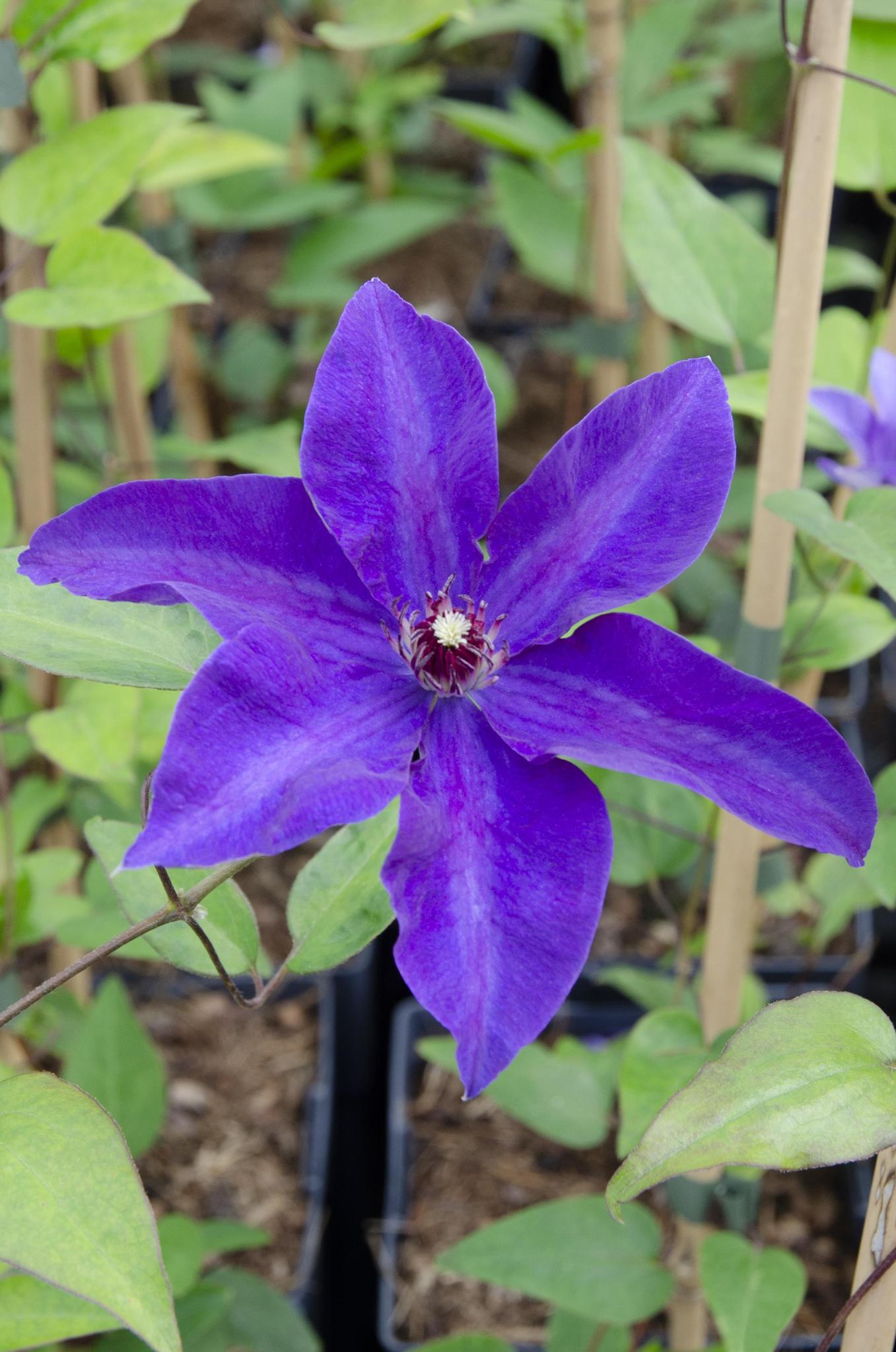 Clematis The President - Clematis Purple