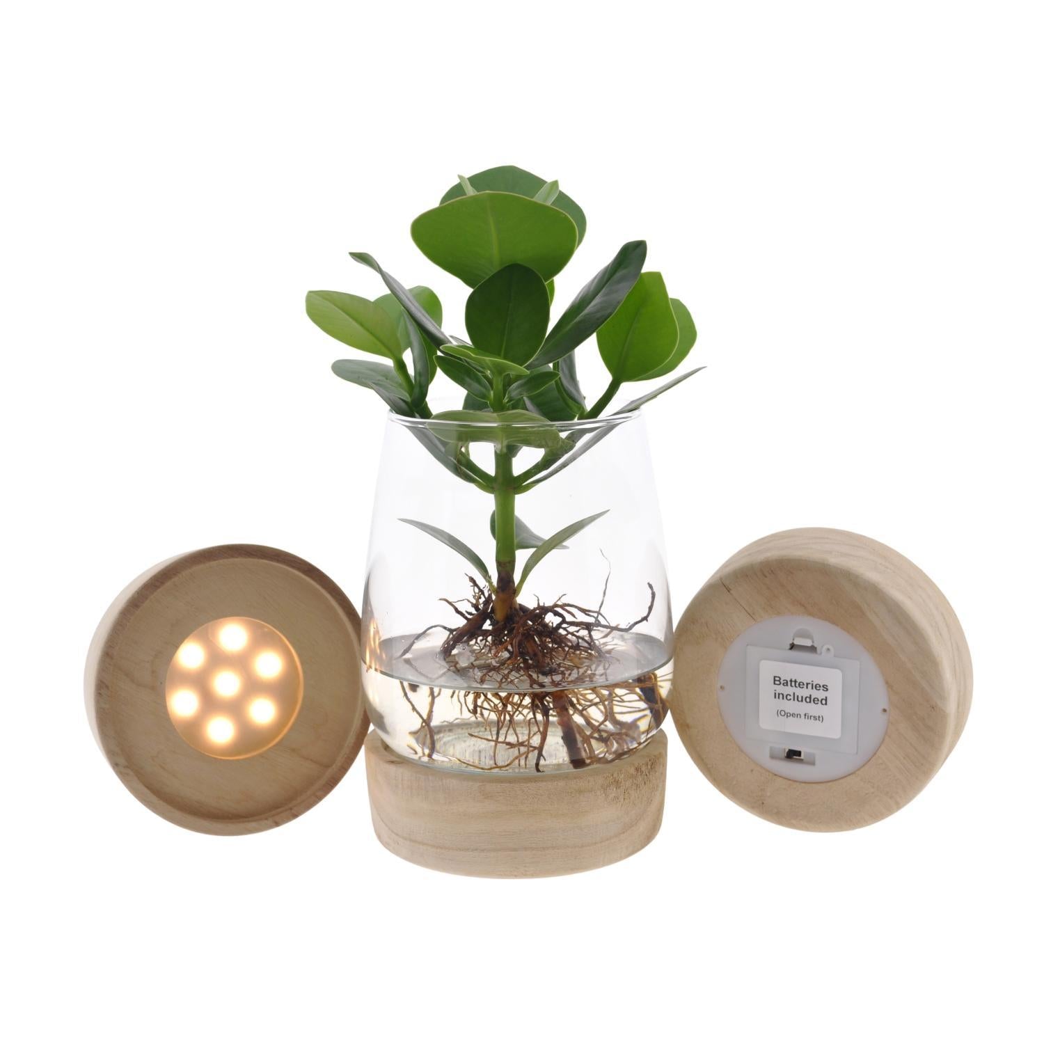 Clusia In Kingston Glas + LED Beleuchtung - Ø12 ↕30