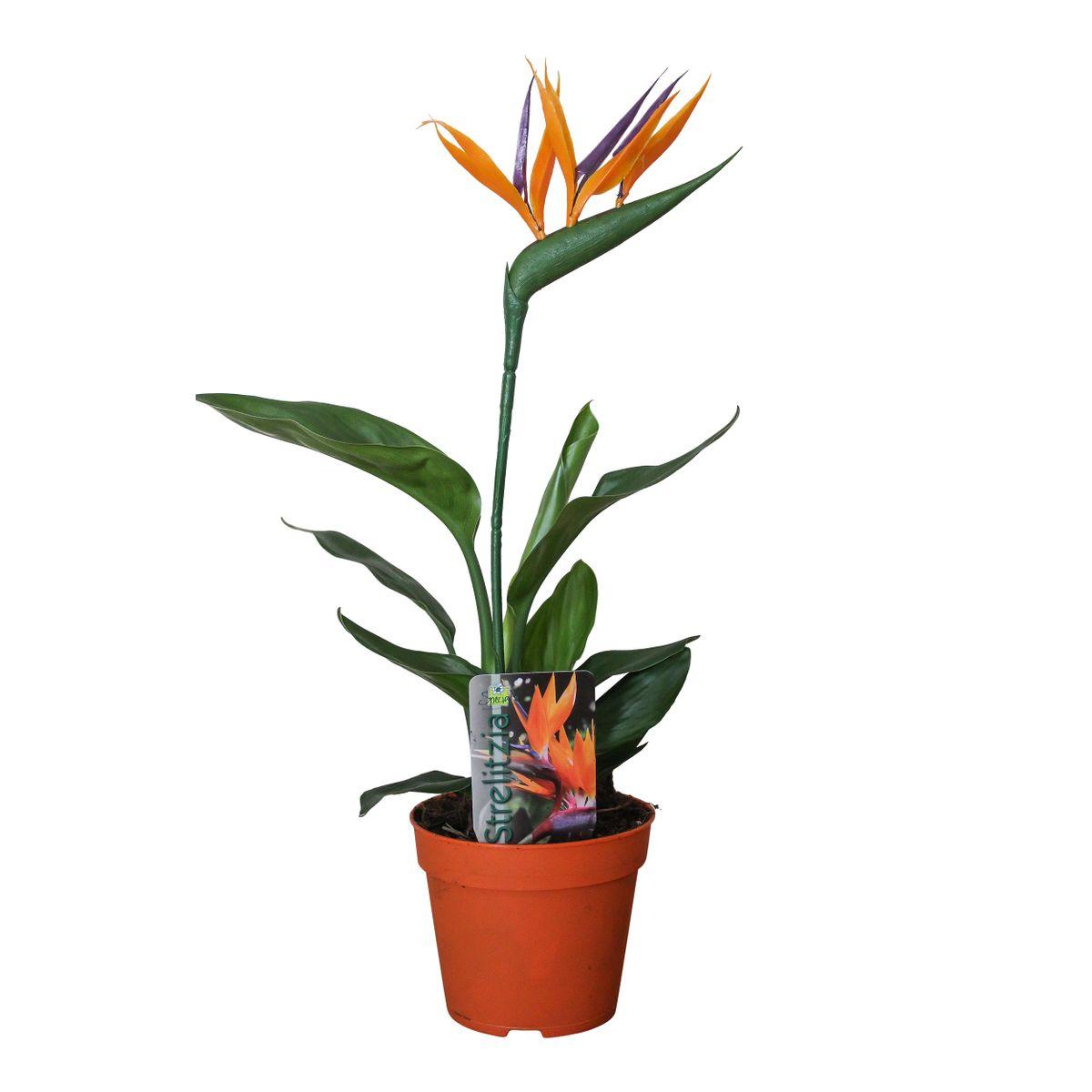 Strelitzia Reginae (with artificial flower) - Ø13cm - ↕35cm