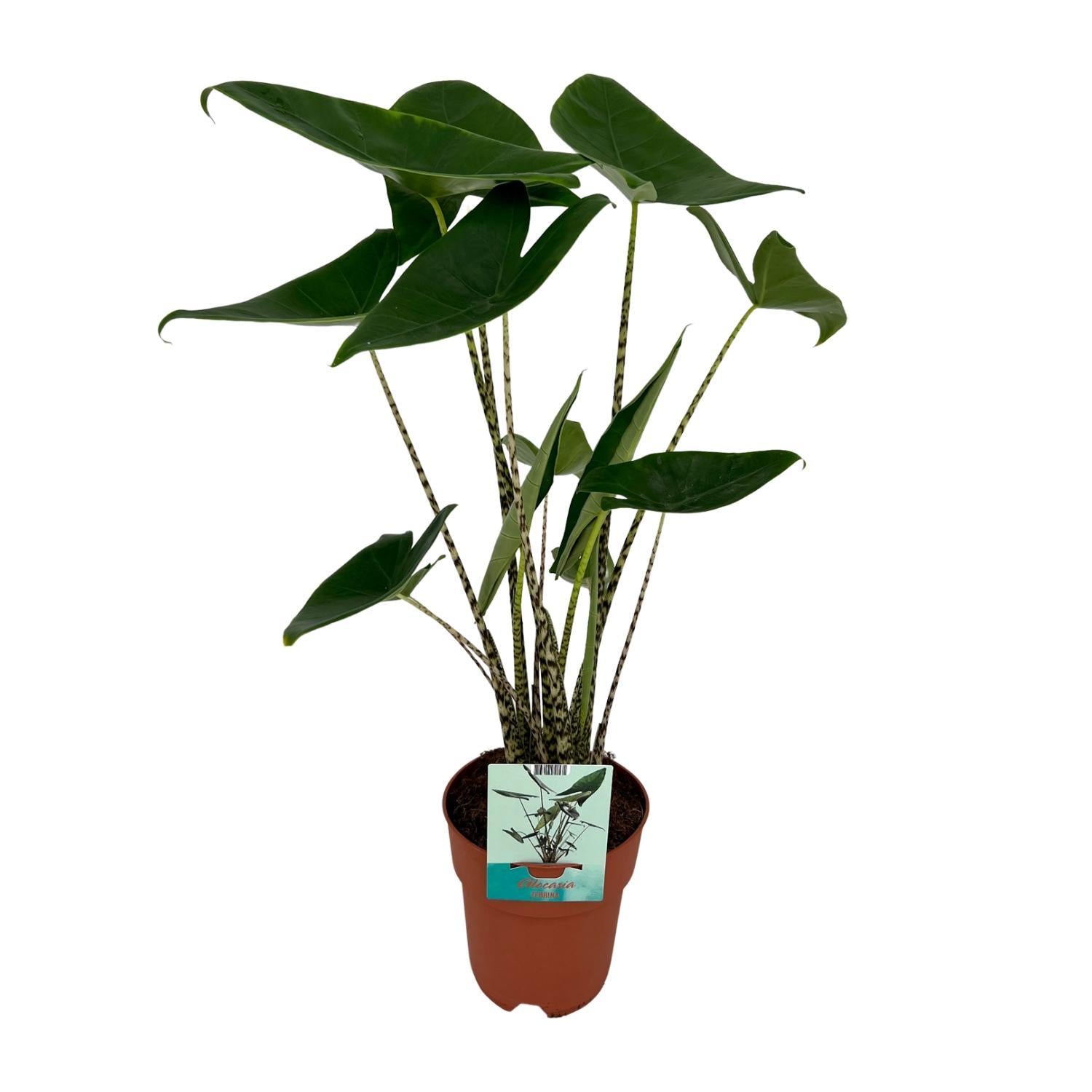 Alocasia sylvestris Ø19cm - ↕75cm