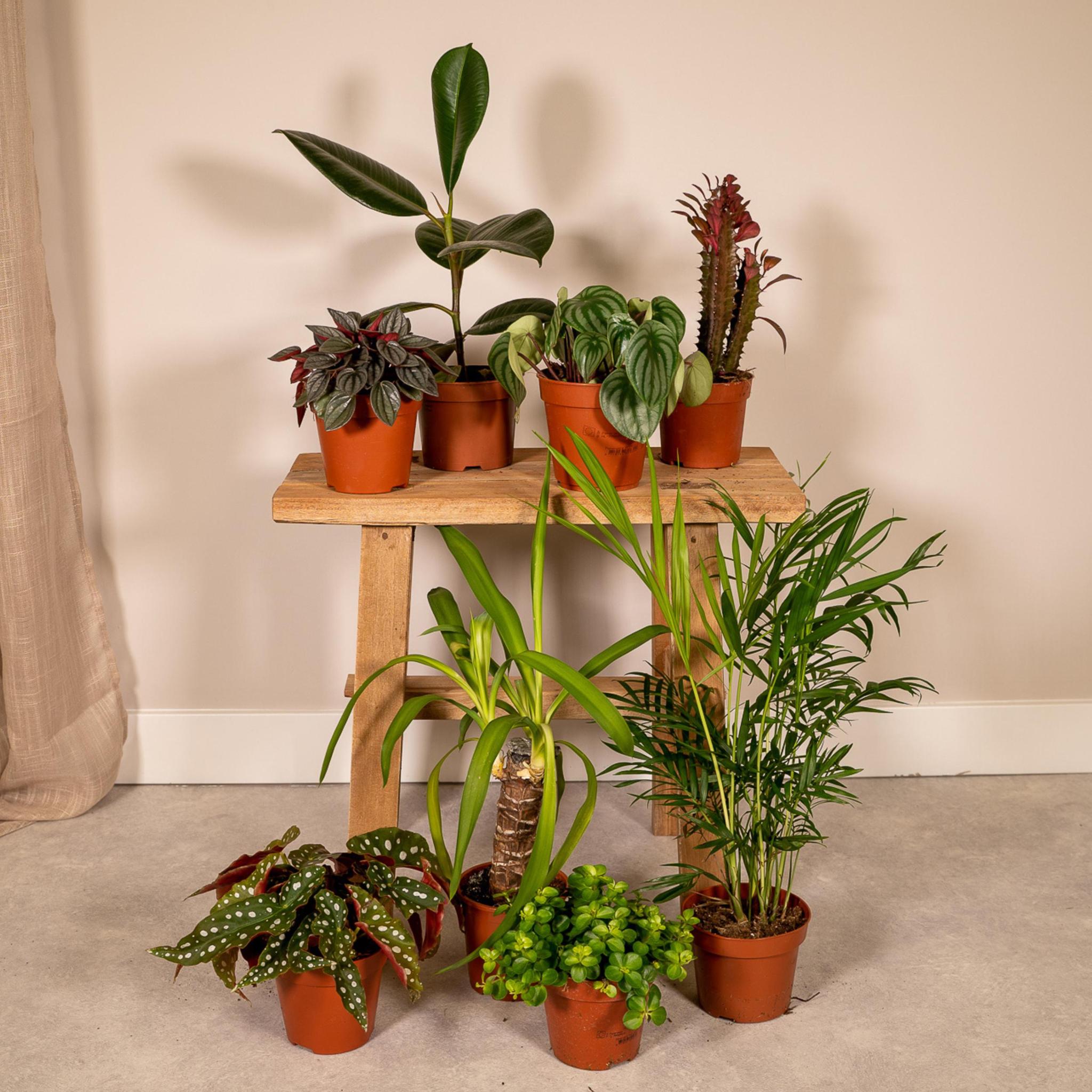 Plant mix 8 pieces - Ø12cm